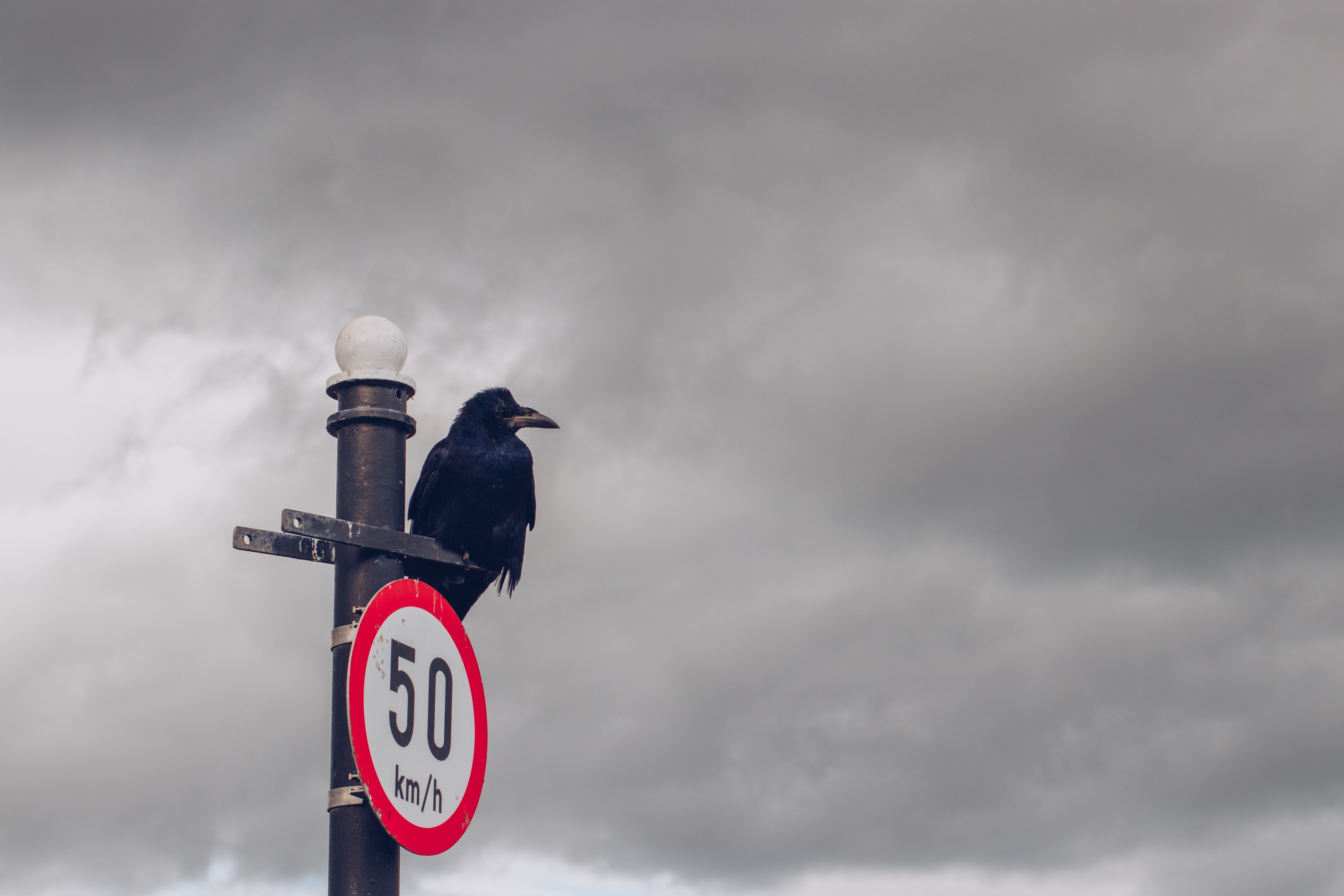 raven, post, animals, clouds, bird, pillar, mainly cloudy, overcast, sign 5K