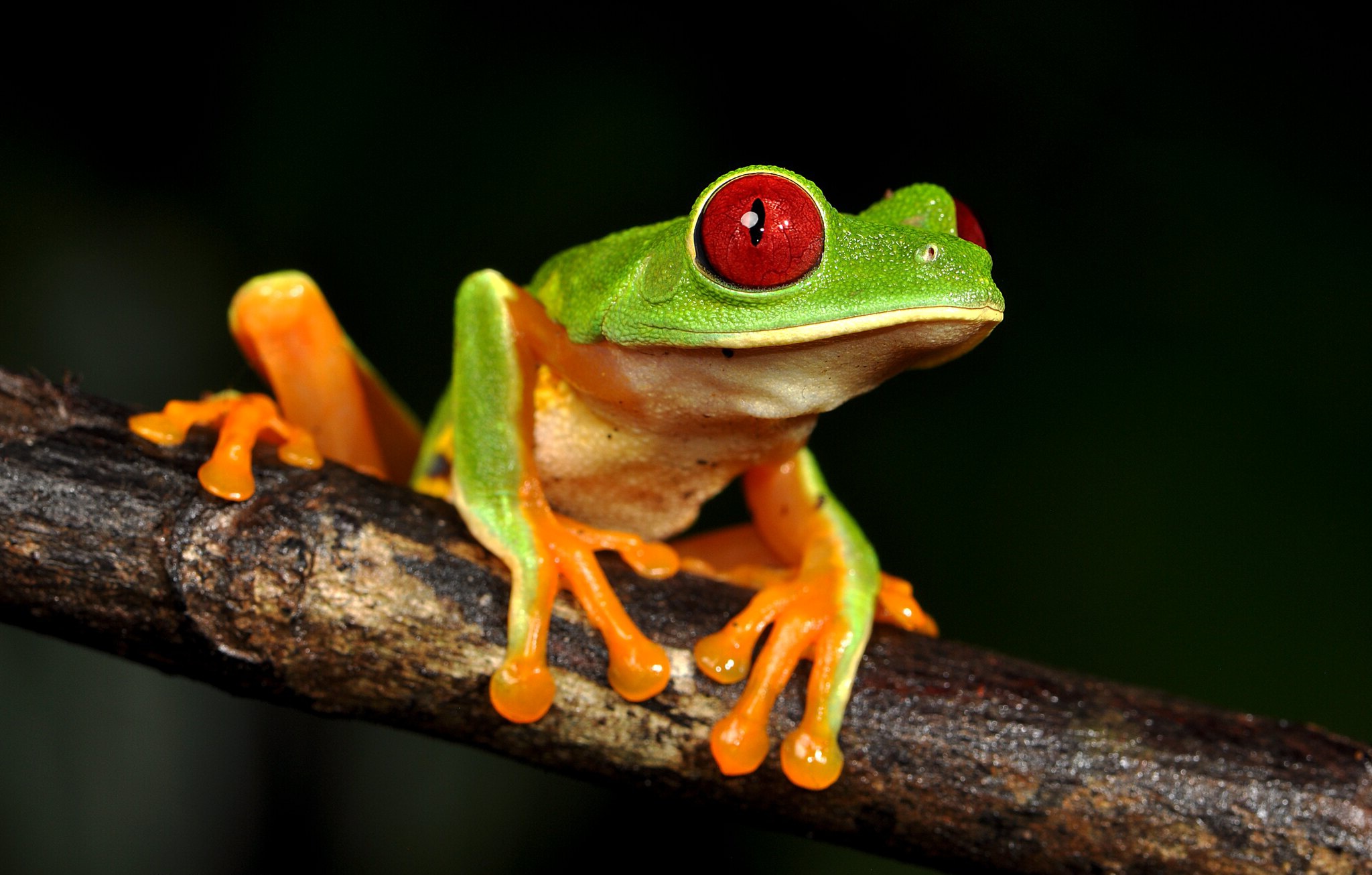 Free download wallpaper Frogs, Animal, Frog, Amphibian, Tree Frog, Red Eyed Tree Frog on your PC desktop