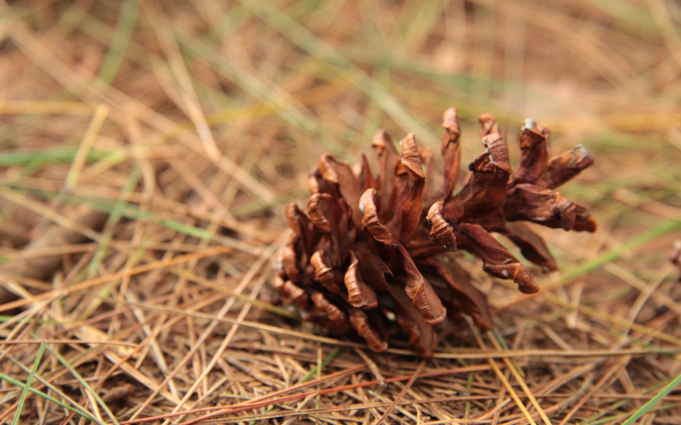 Download mobile wallpaper Earth, Pine Cone for free.