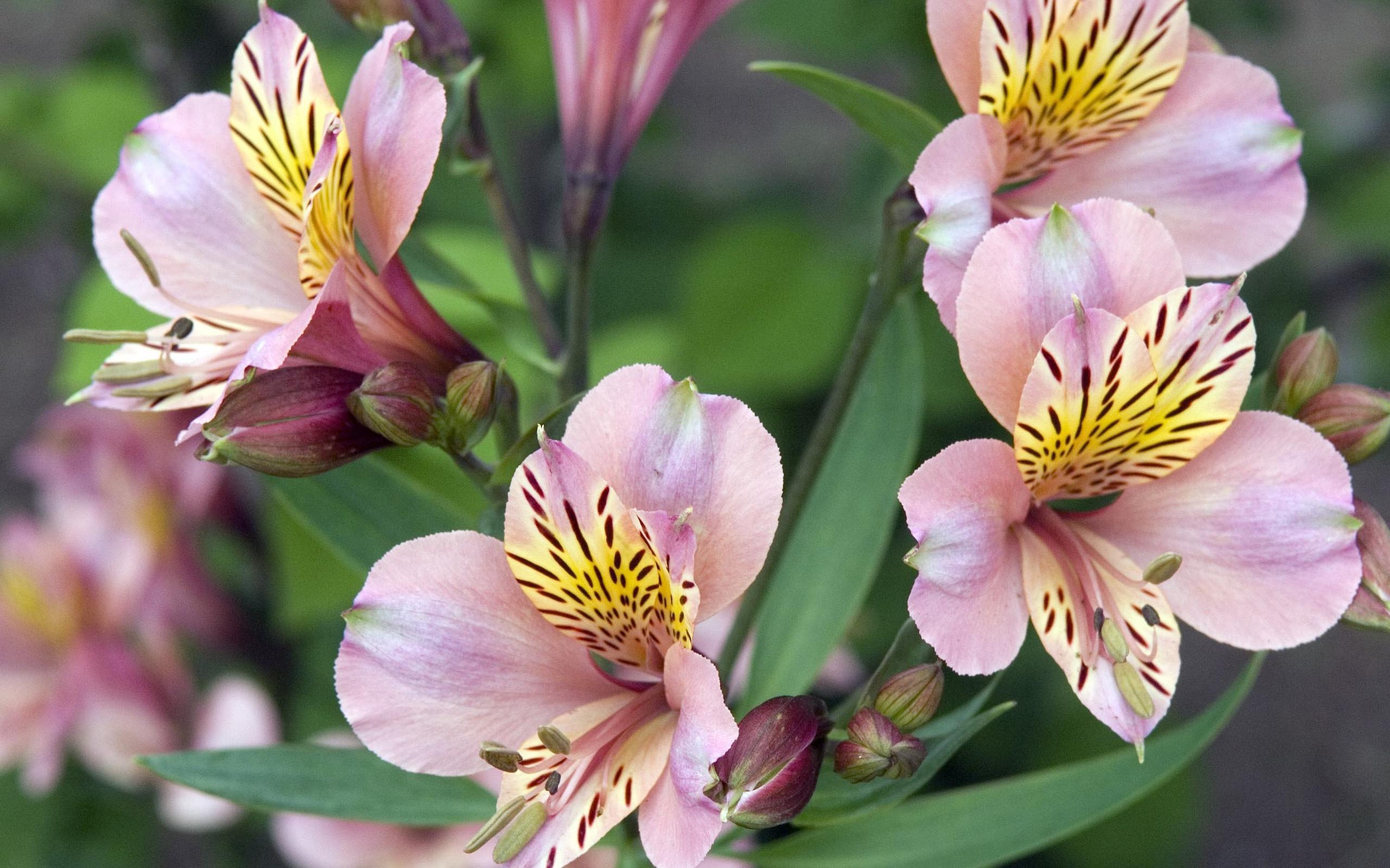 Handy-Wallpaper Blumen, Blume, Erde/natur kostenlos herunterladen.