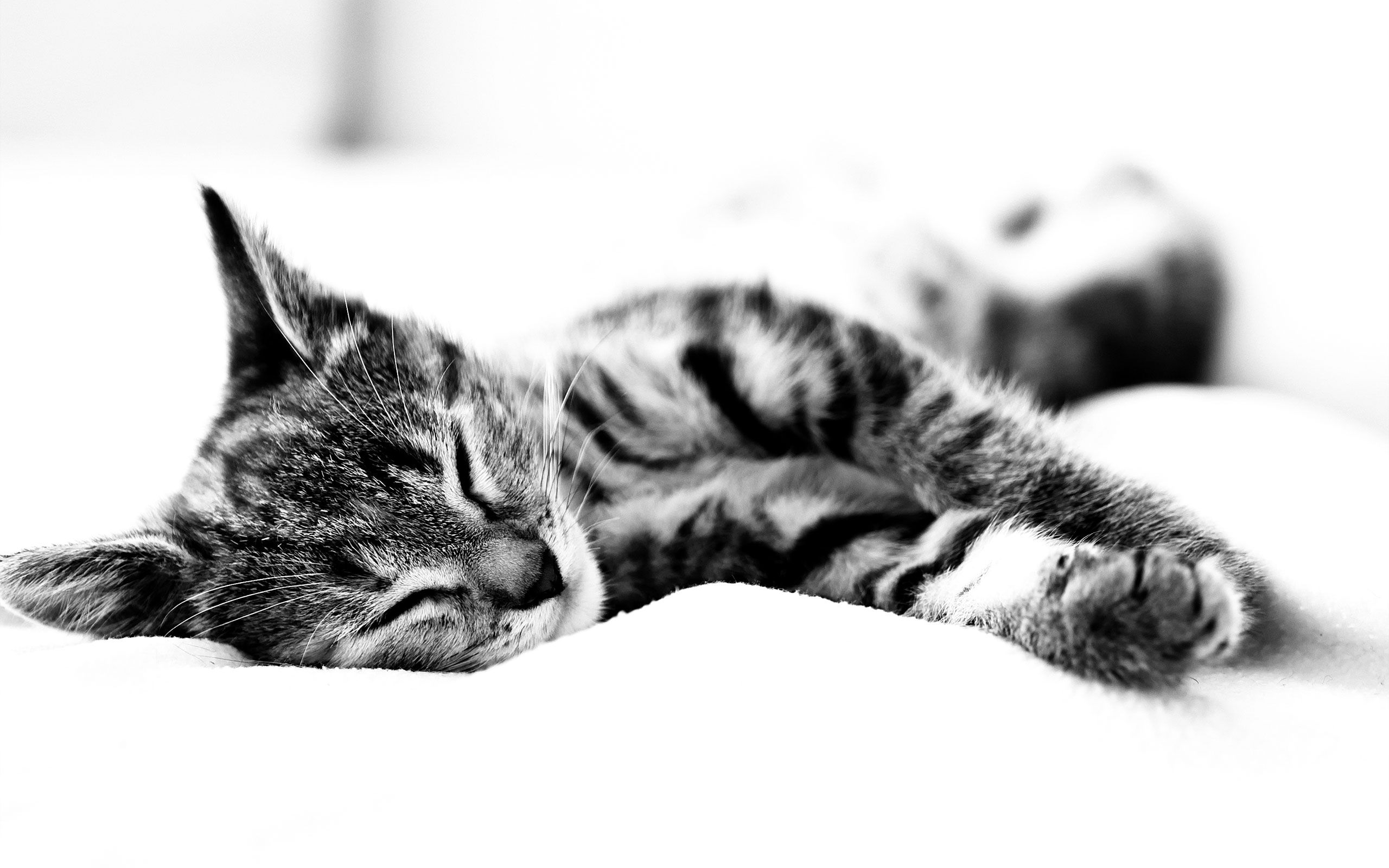 animals, cat, to lie down, lie, bw, chb, sleep, dream, blanket