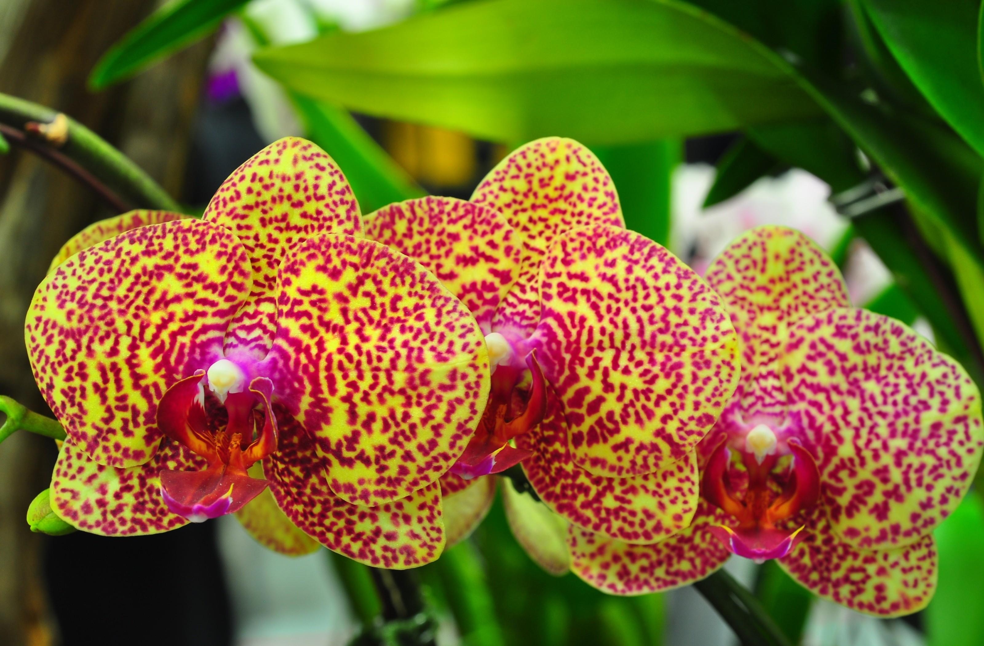 94316 скачать обои орхидеи, экзотика, пятнистые, цветы, ветка - заставки и картинки бесплатно