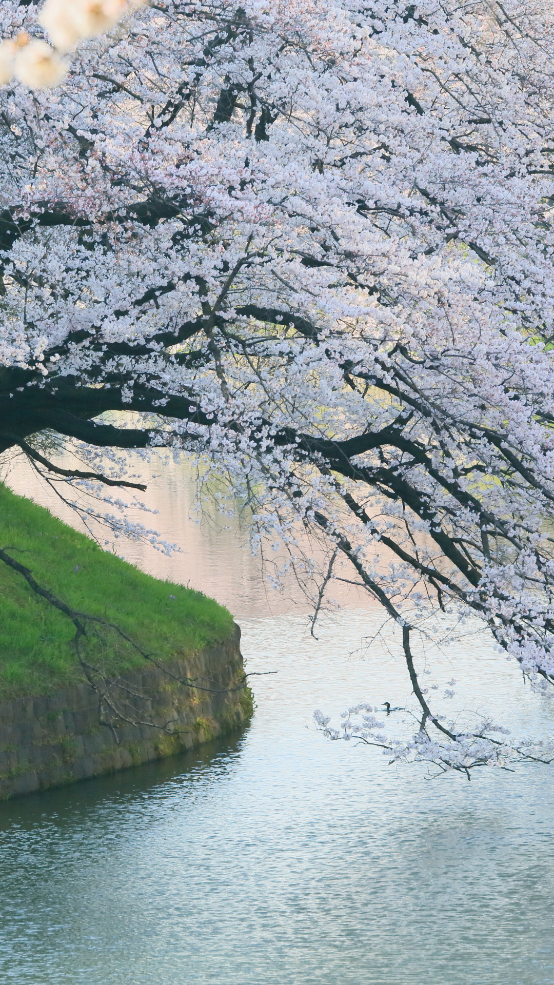 Handy-Wallpaper Frühling, Erde/natur, Sakura Blüte kostenlos herunterladen.