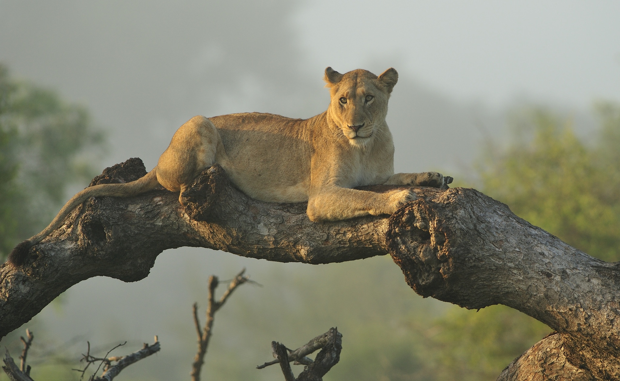 Descarga gratis la imagen Animales, Gatos, León en el escritorio de tu PC