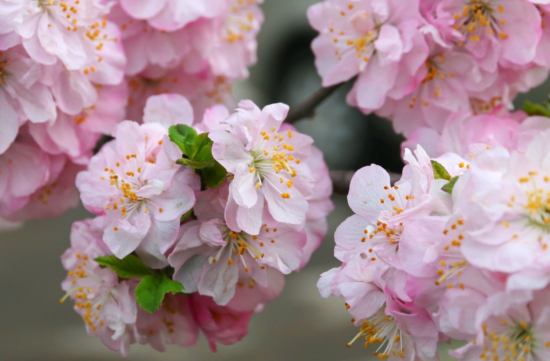 Téléchargez gratuitement l'image Sakura, Terre/nature sur le bureau de votre PC