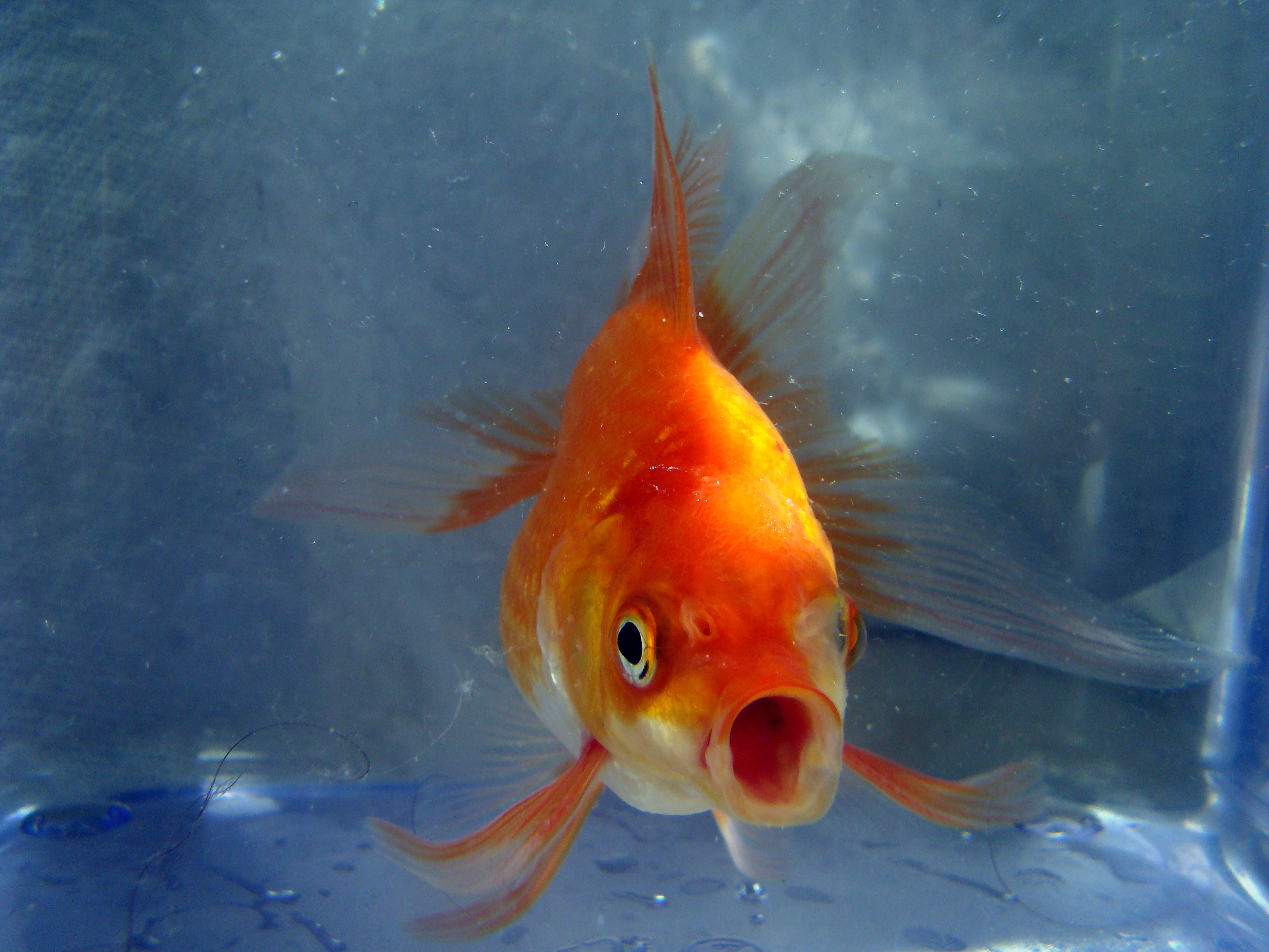 Download mobile wallpaper Animal, Goldfish for free.