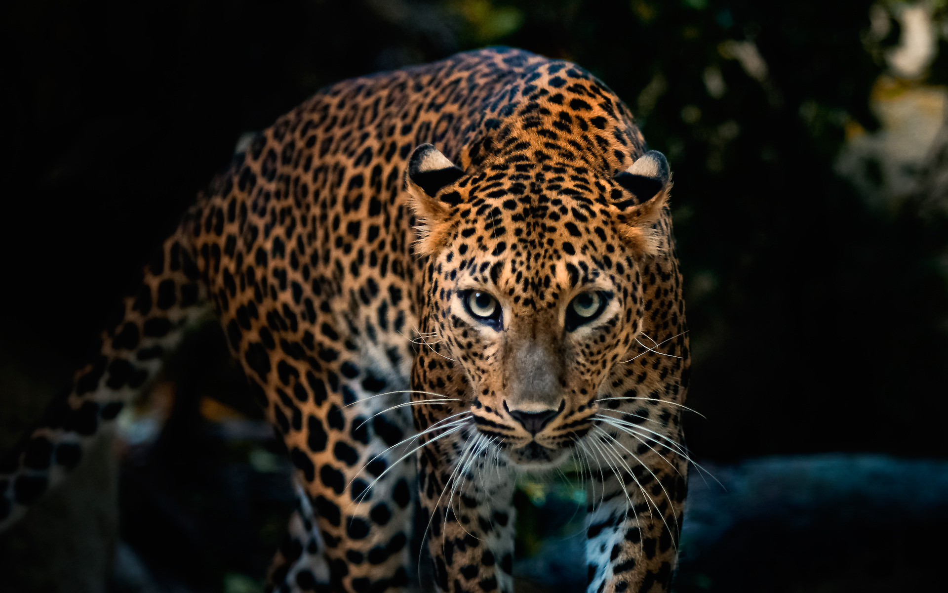 399147 télécharger l'image léopard, animaux, chats - fonds d'écran et économiseurs d'écran gratuits