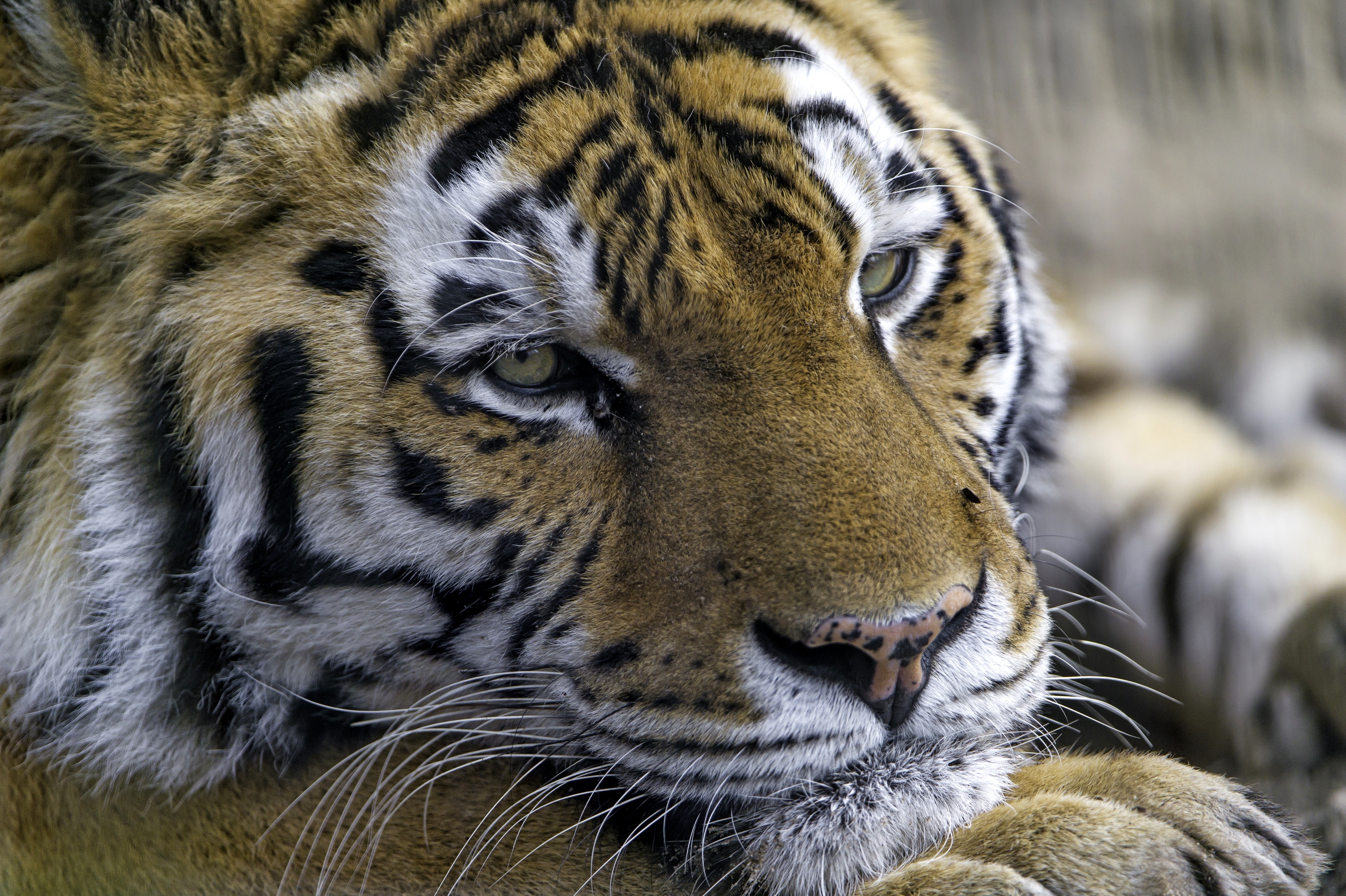 Handy-Wallpaper Tiere, Katzen, Tiger kostenlos herunterladen.