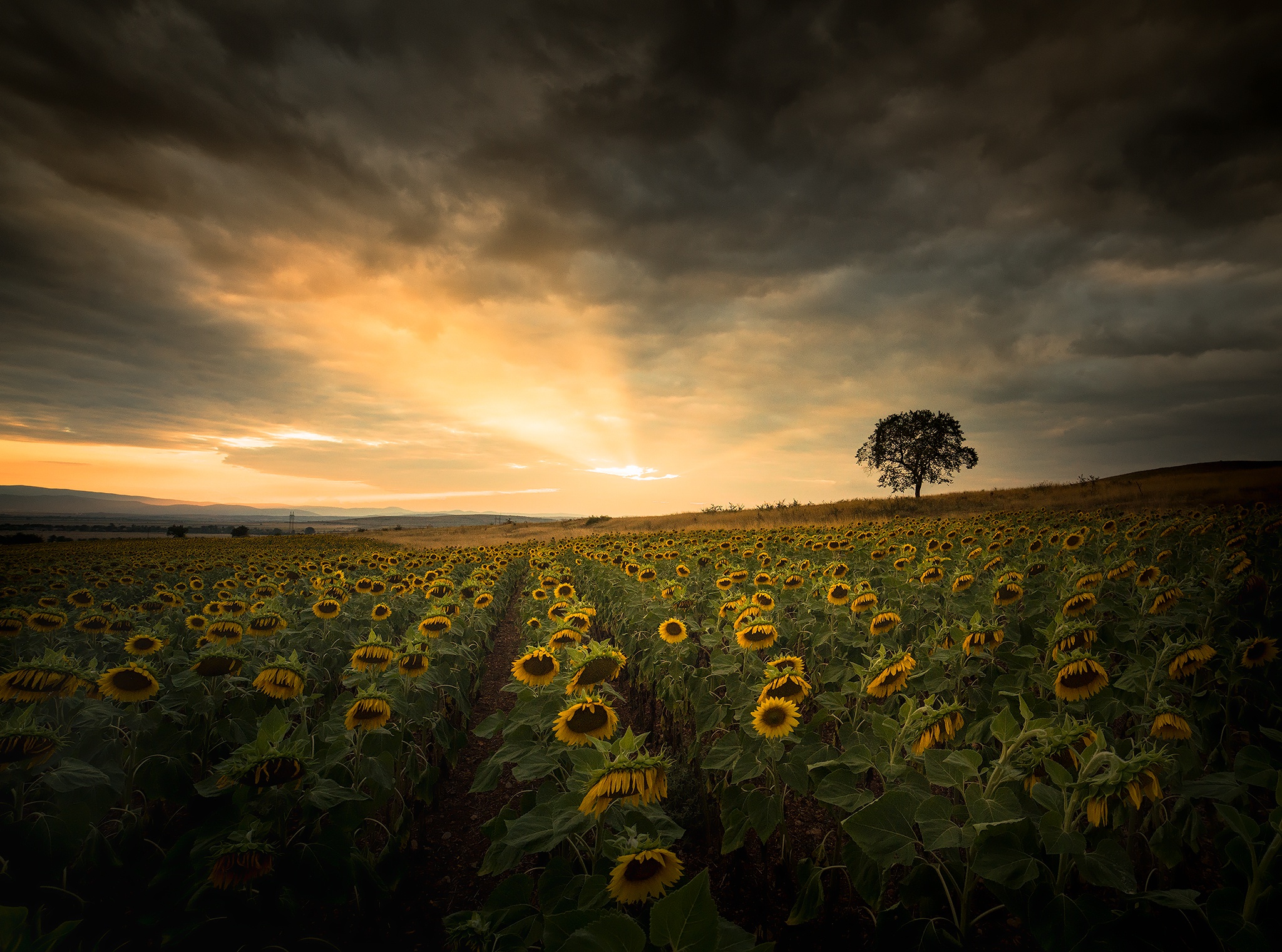 Download mobile wallpaper Nature, Flowers, Summer, Earth, Field, Cloud, Sunflower, Yellow Flower for free.
