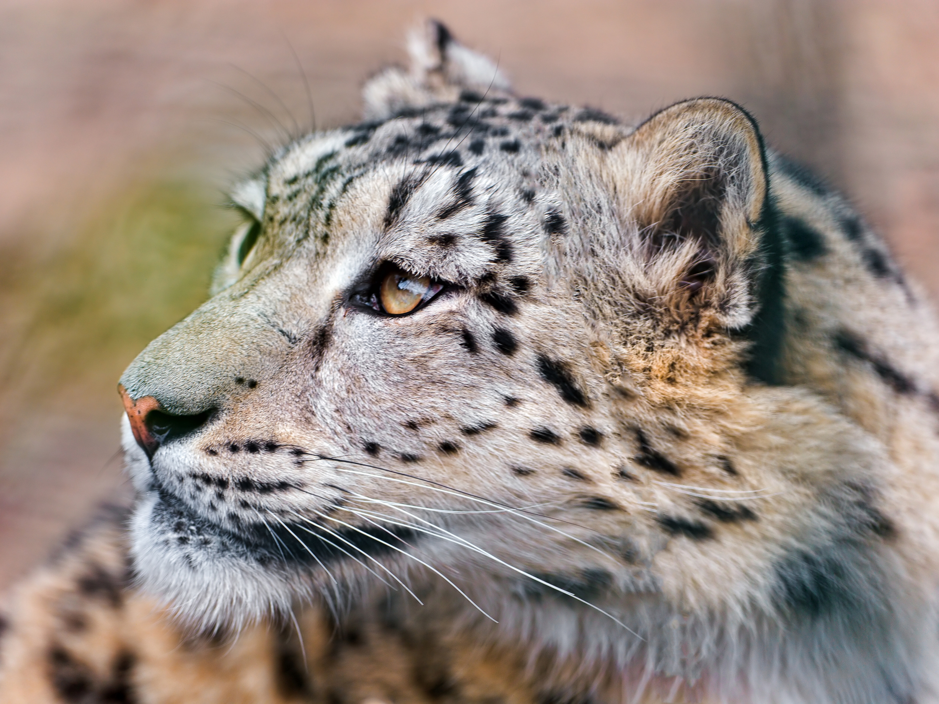 Free download wallpaper Animals, Snow Leopard, Predator, Sight, Opinion, Big Cat on your PC desktop