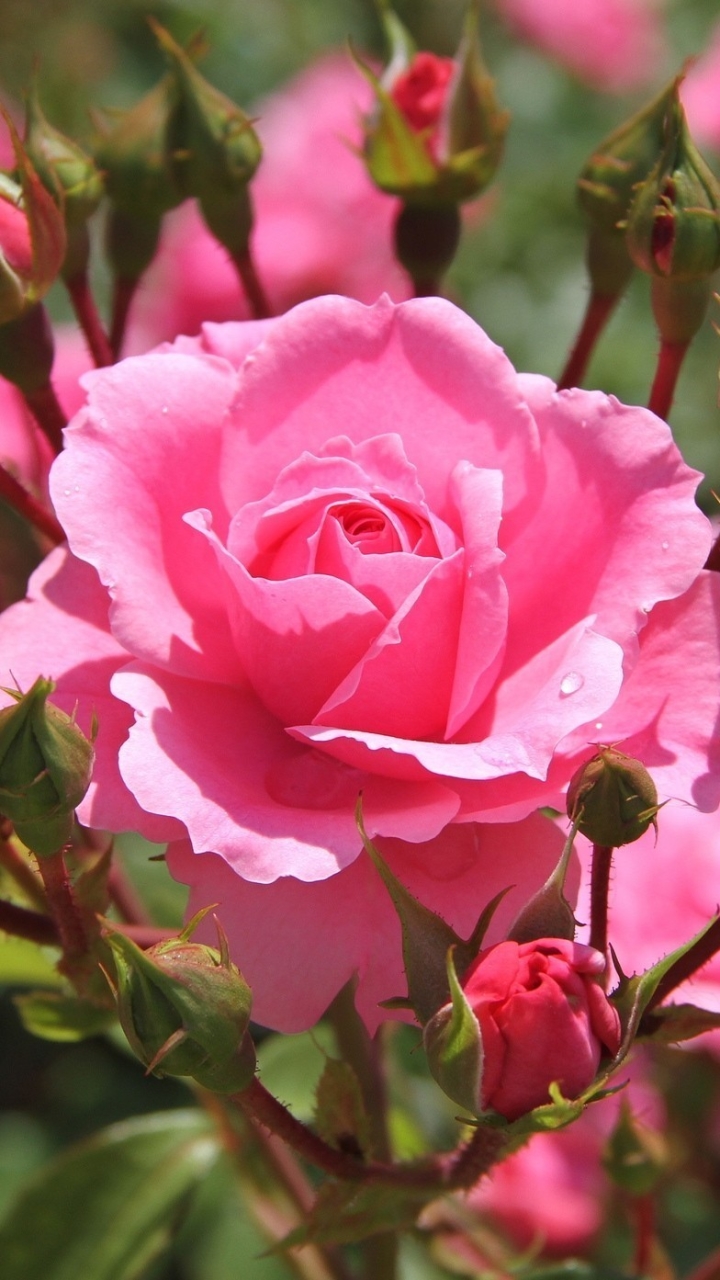 Скачать картинку Природа, Цветок, Роза, Бутон, Земля/природа, Розовая Роза, Розовый Куст, Кусты Роз, Флауэрсы в телефон бесплатно.