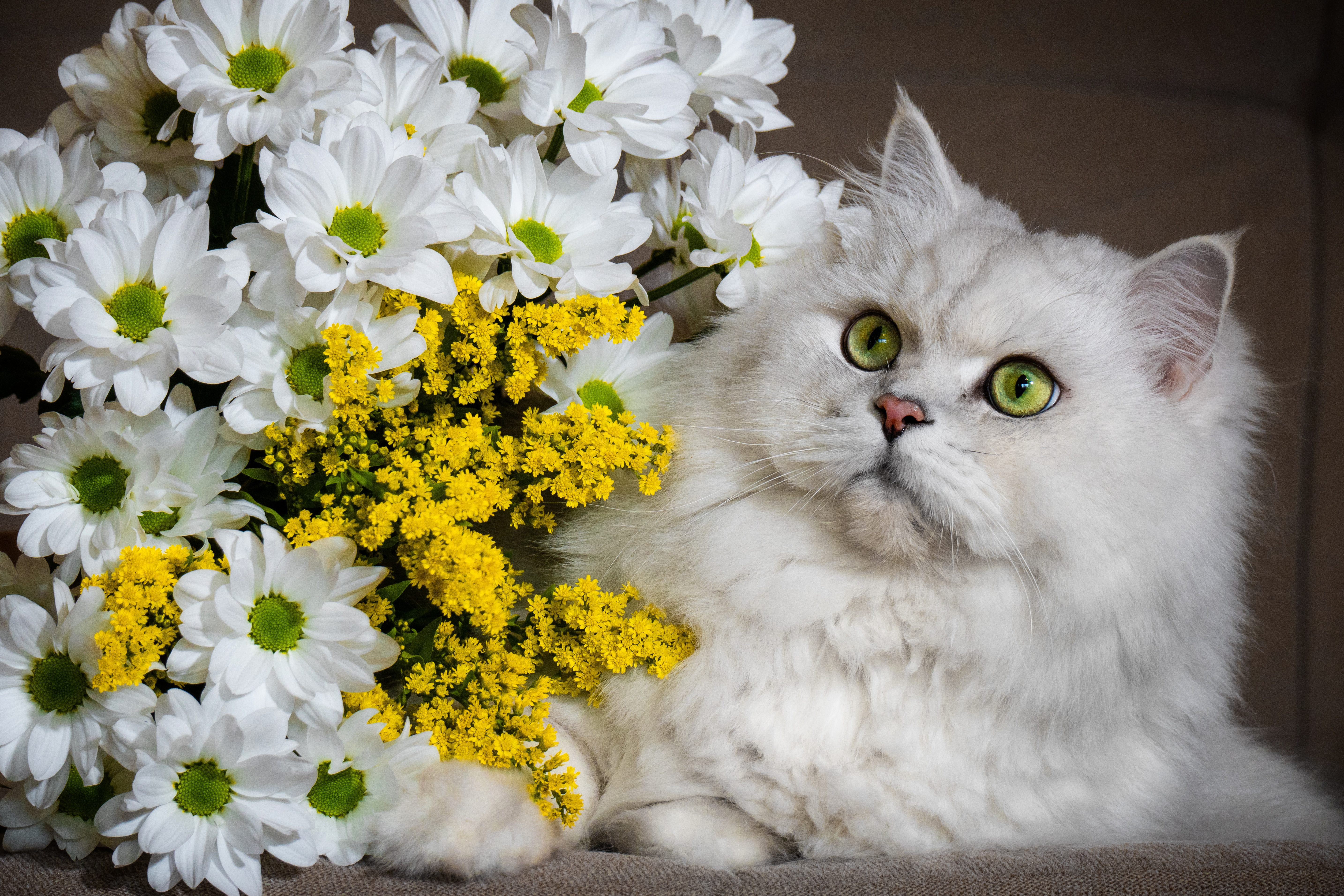 Laden Sie das Tiere, Katzen, Katze-Bild kostenlos auf Ihren PC-Desktop herunter