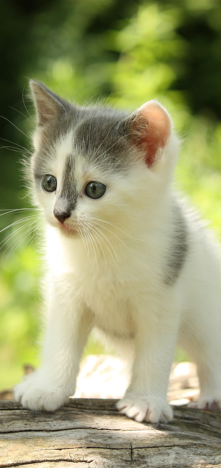 Download mobile wallpaper Kitten, Baby Animal, Cat, Cats, Animal for free.