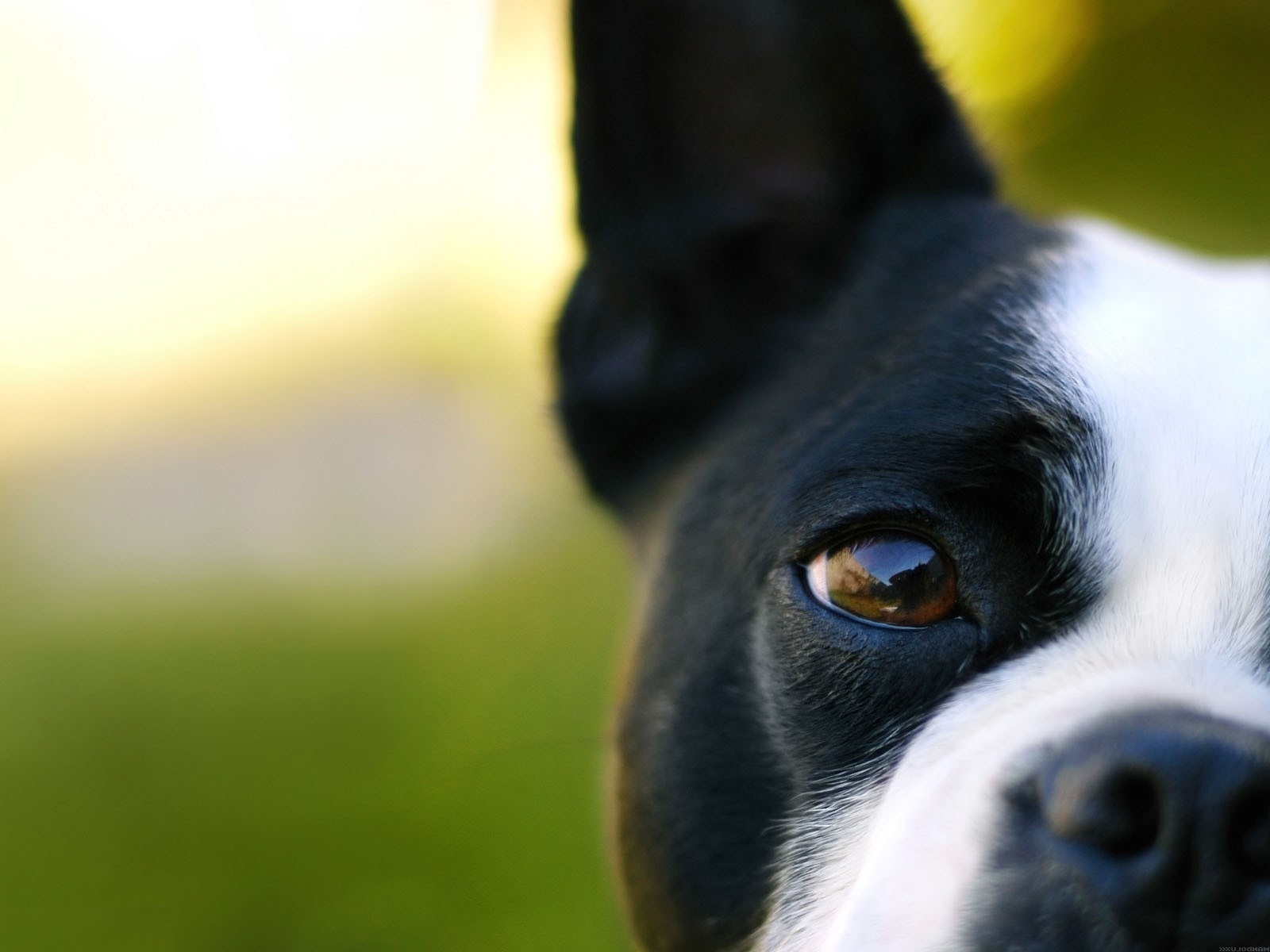 Téléchargez gratuitement l'image Chiens, Chien, Animaux sur le bureau de votre PC