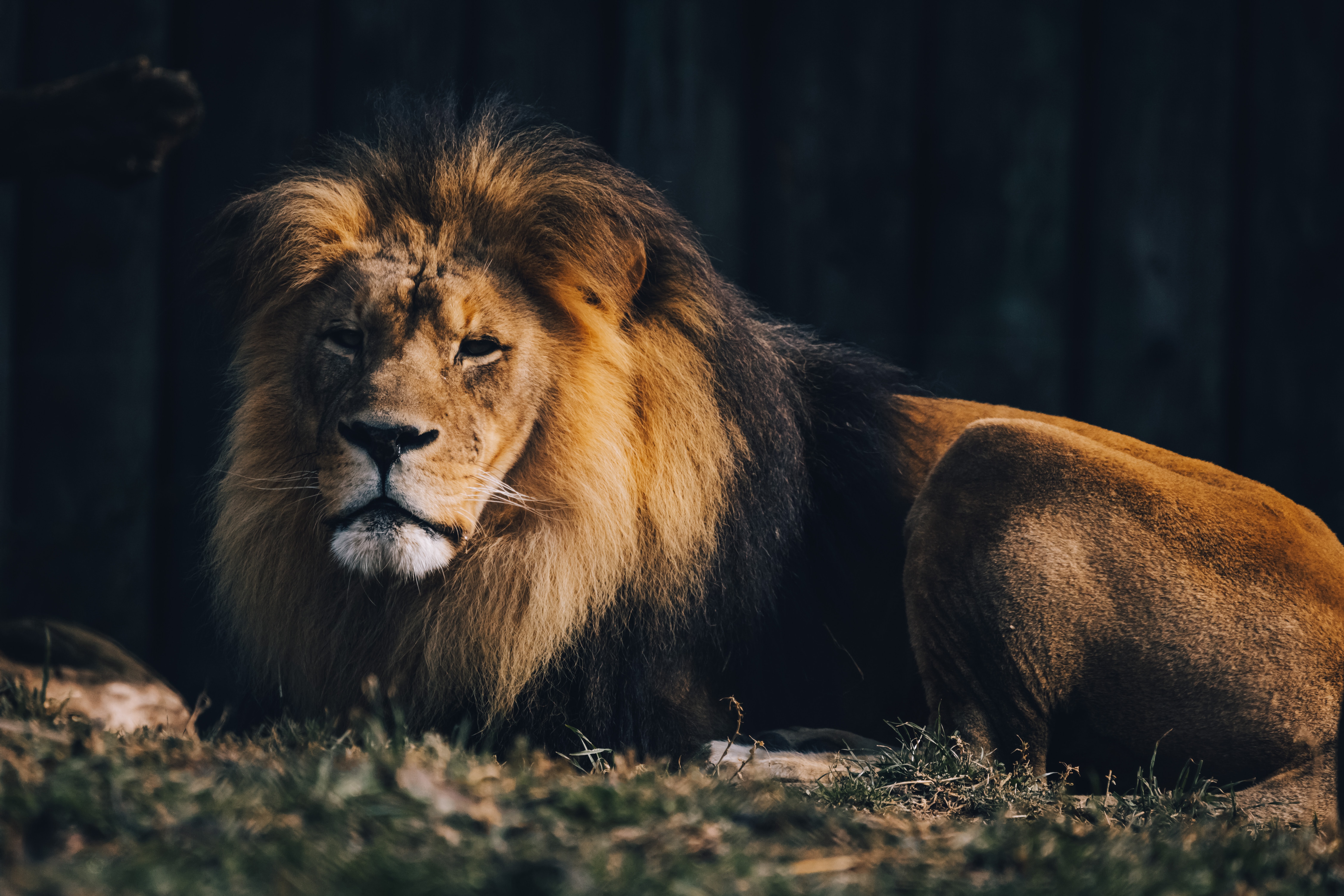 129894 descargar imagen animales, marrón, un leon, león, gato grande, salvaje, depredador animal: fondos de pantalla y protectores de pantalla gratis
