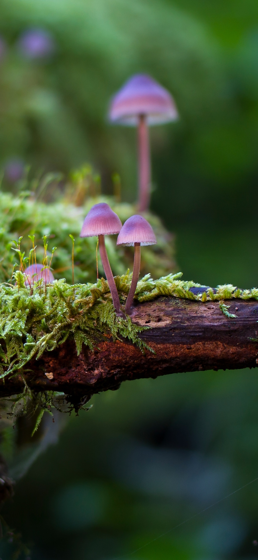 Téléchargez des papiers peints mobile Champignon, La Nature, Terre/nature gratuitement.