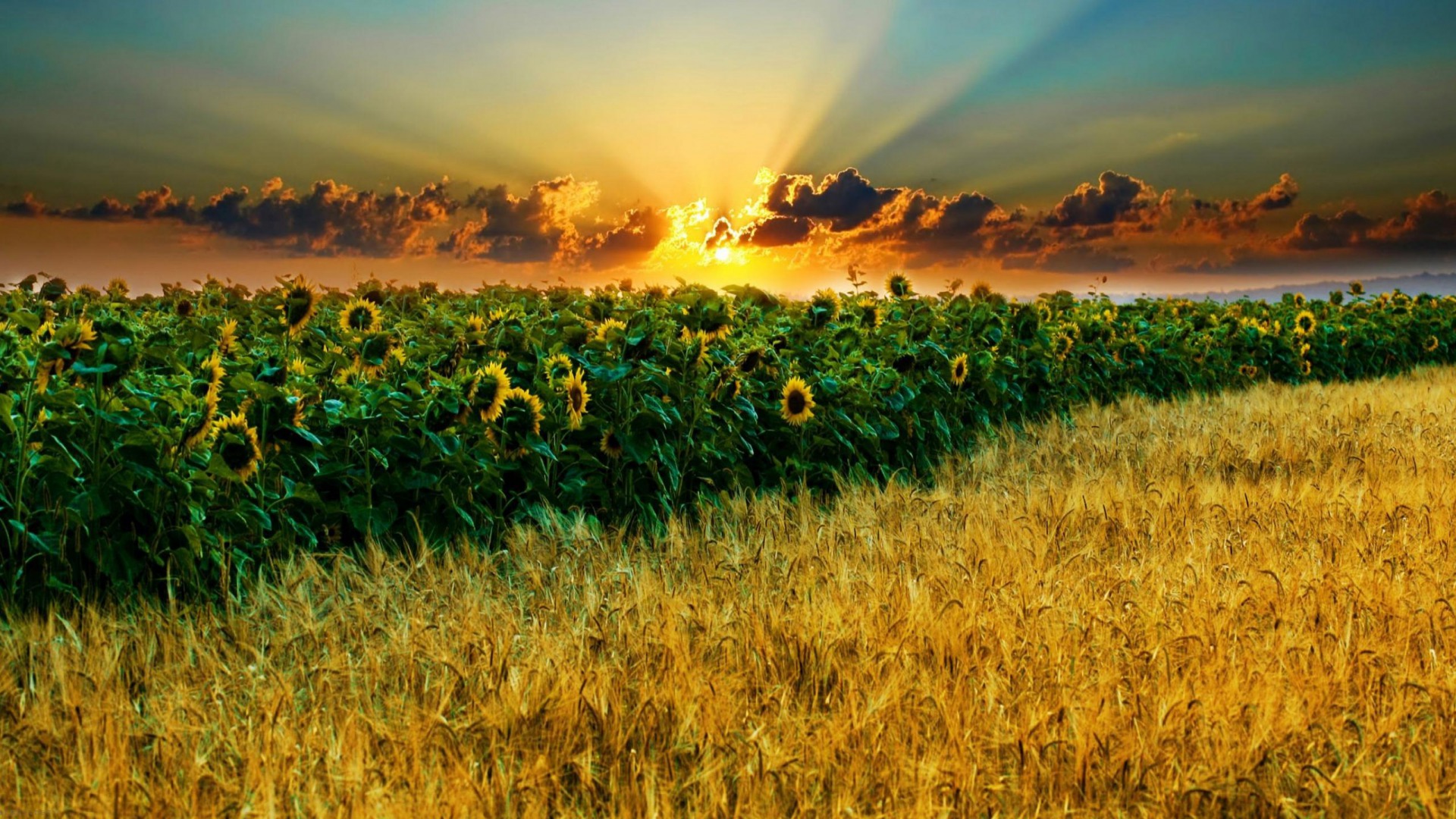 Download mobile wallpaper Sunflower, Flowers, Earth for free.