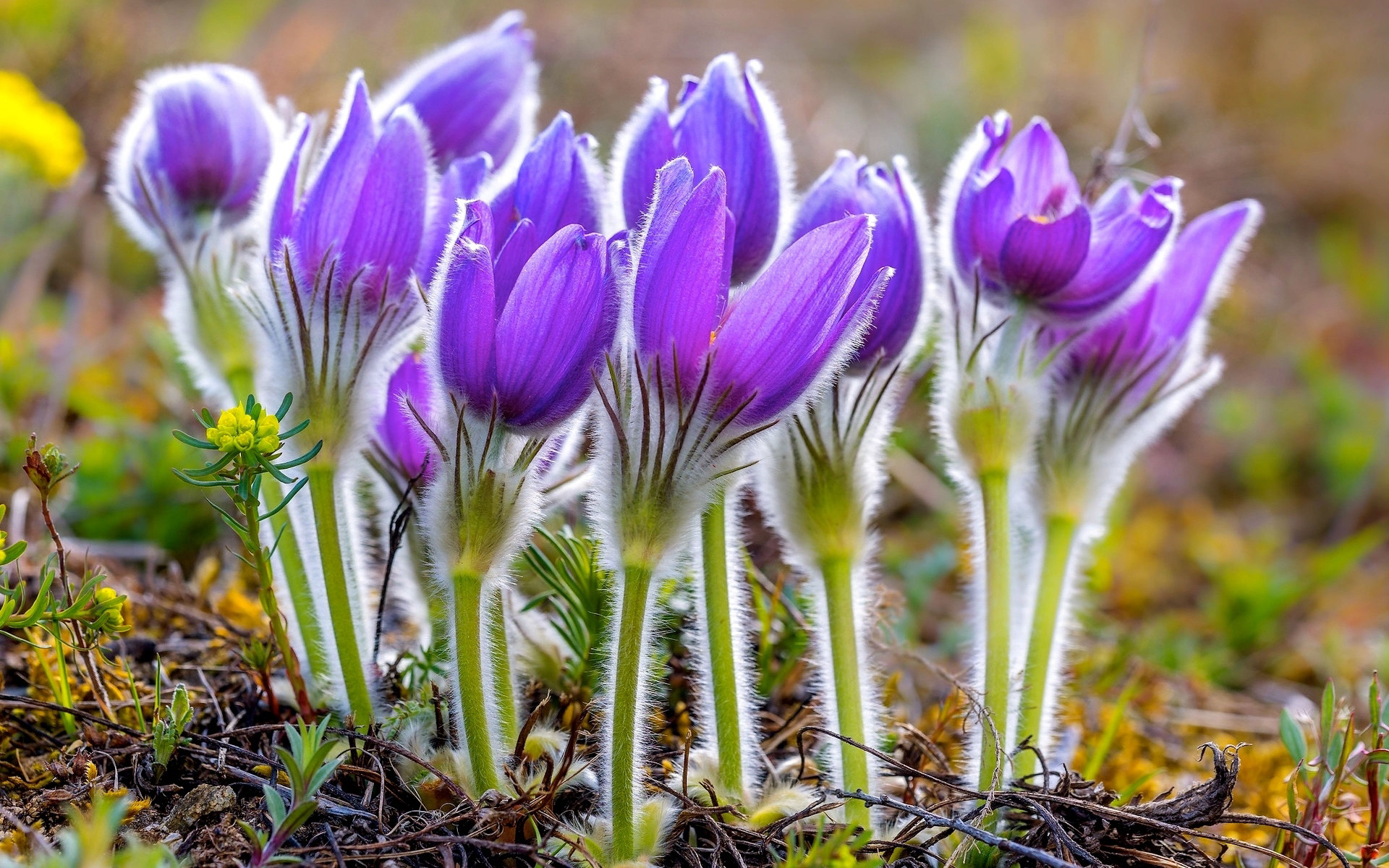 Laden Sie das Blumen, Lila Blume, Erde/natur, Windröschen-Bild kostenlos auf Ihren PC-Desktop herunter