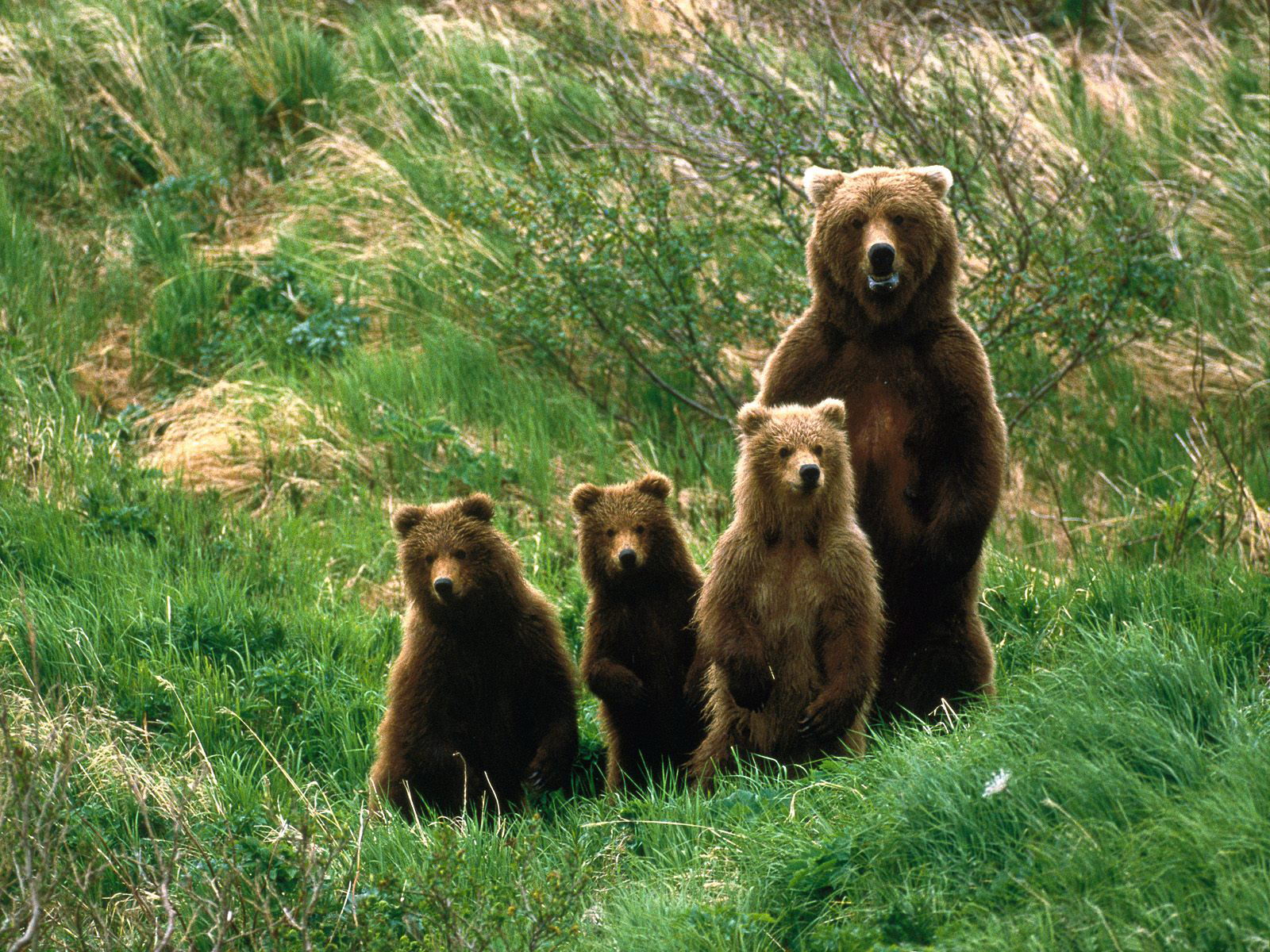 animal, bear, brown bear, cub, cute