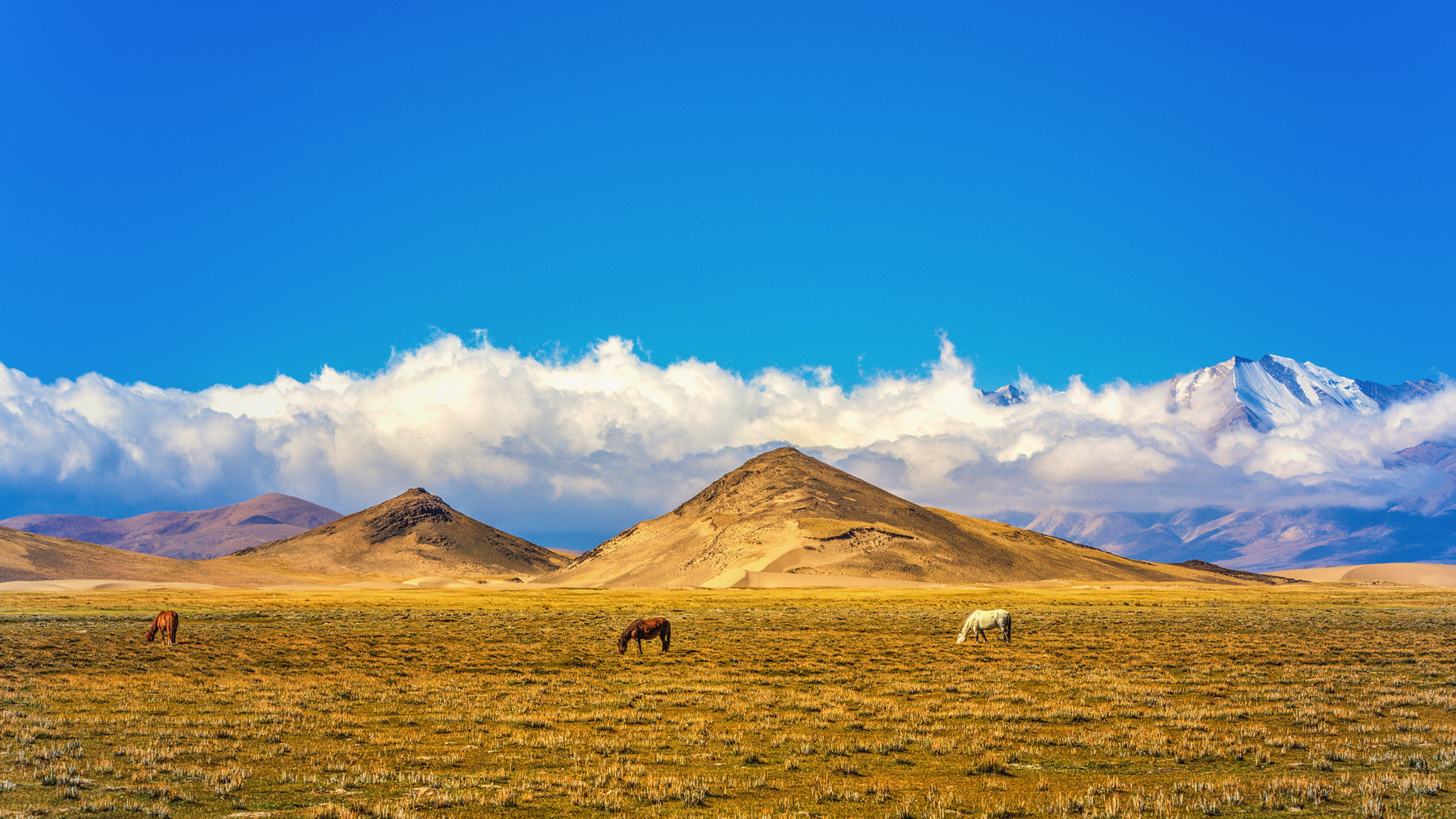 1000913 скачать обои тибет, животные, лошадь, облака, поле, холм, небо - заставки и картинки бесплатно