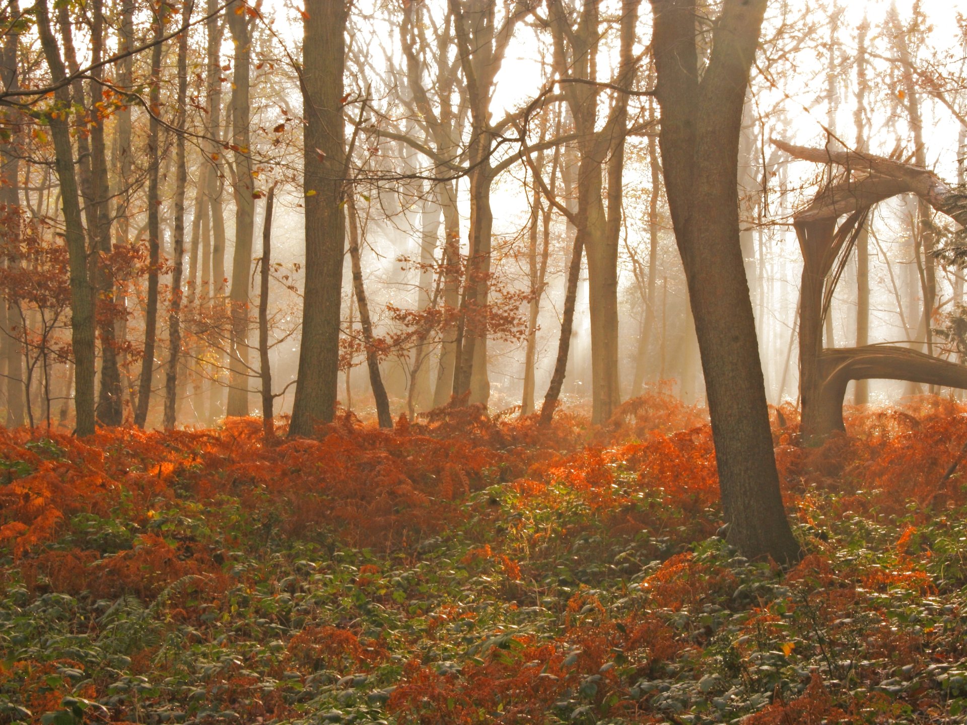 Descarga gratis la imagen Otoño, Bosque, Árbol, Tierra/naturaleza en el escritorio de tu PC