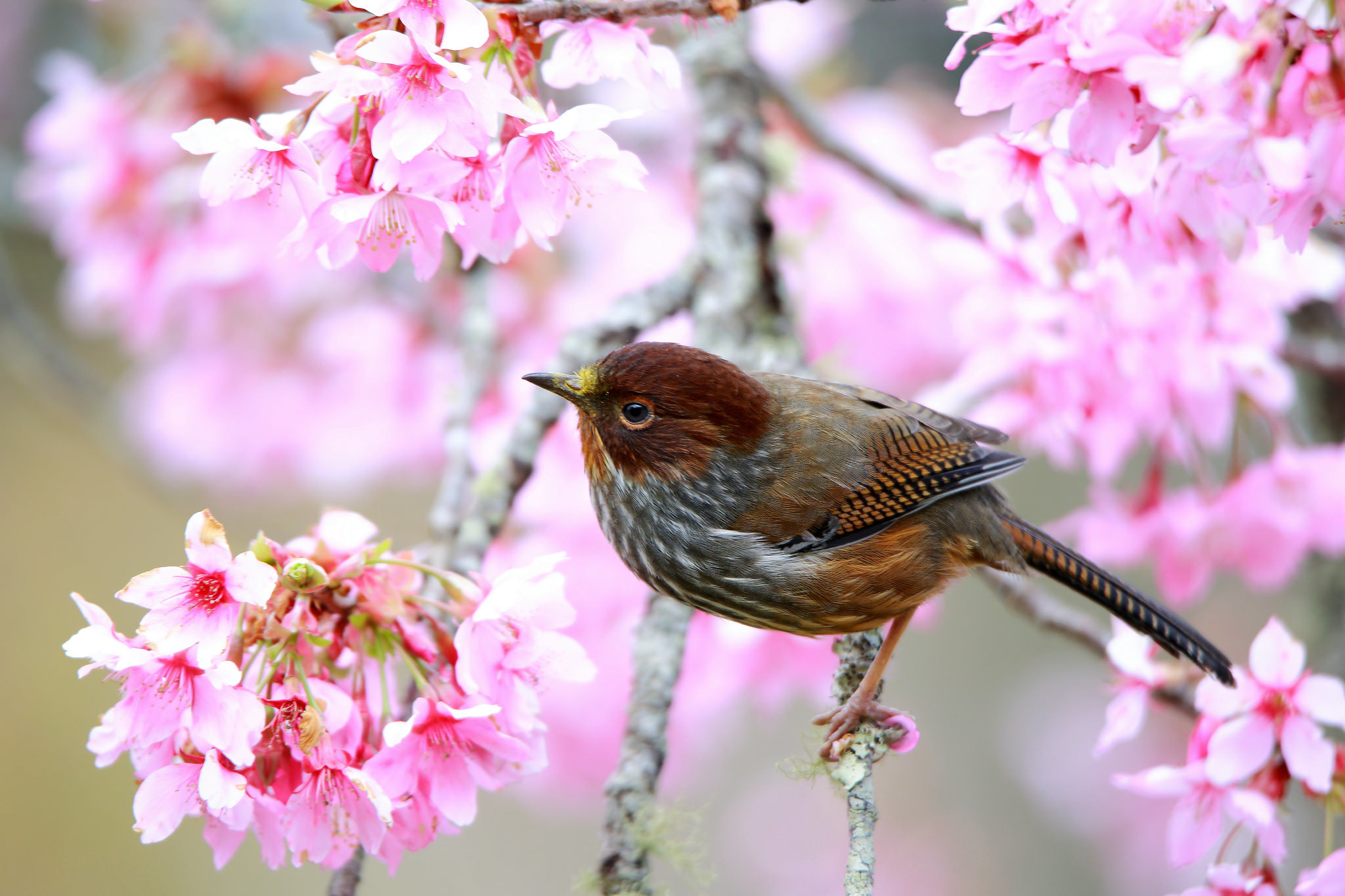 Download mobile wallpaper Birds, Bird, Blur, Close Up, Animal, Blossom, Pink Flower for free.