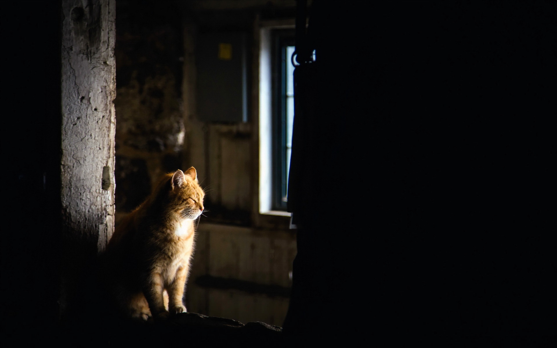 Handy-Wallpaper Tiere, Katzen, Katze kostenlos herunterladen.