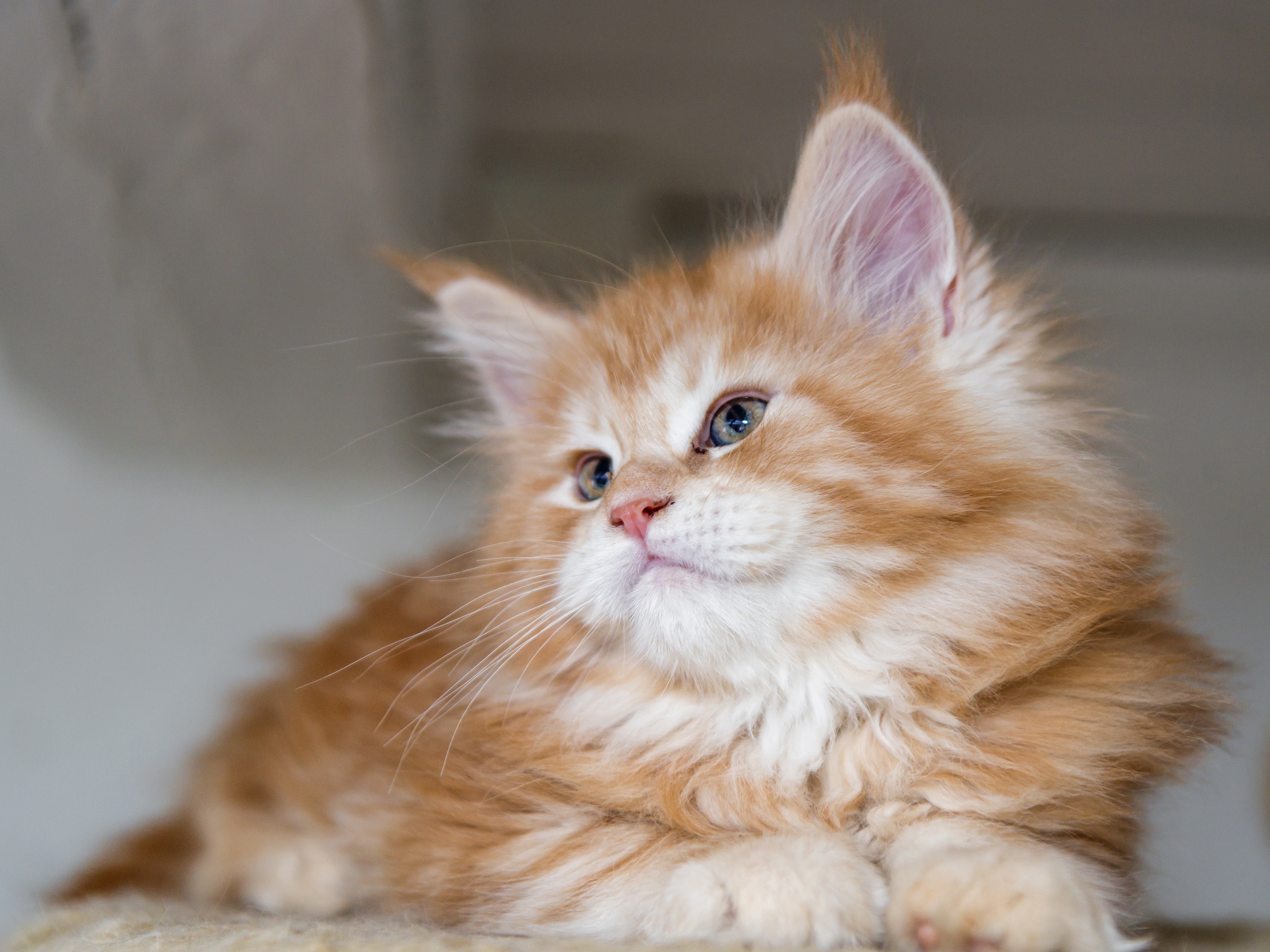 Téléchargez gratuitement l'image Animaux, Chats, Chat, Chaton, Bébé Animal sur le bureau de votre PC