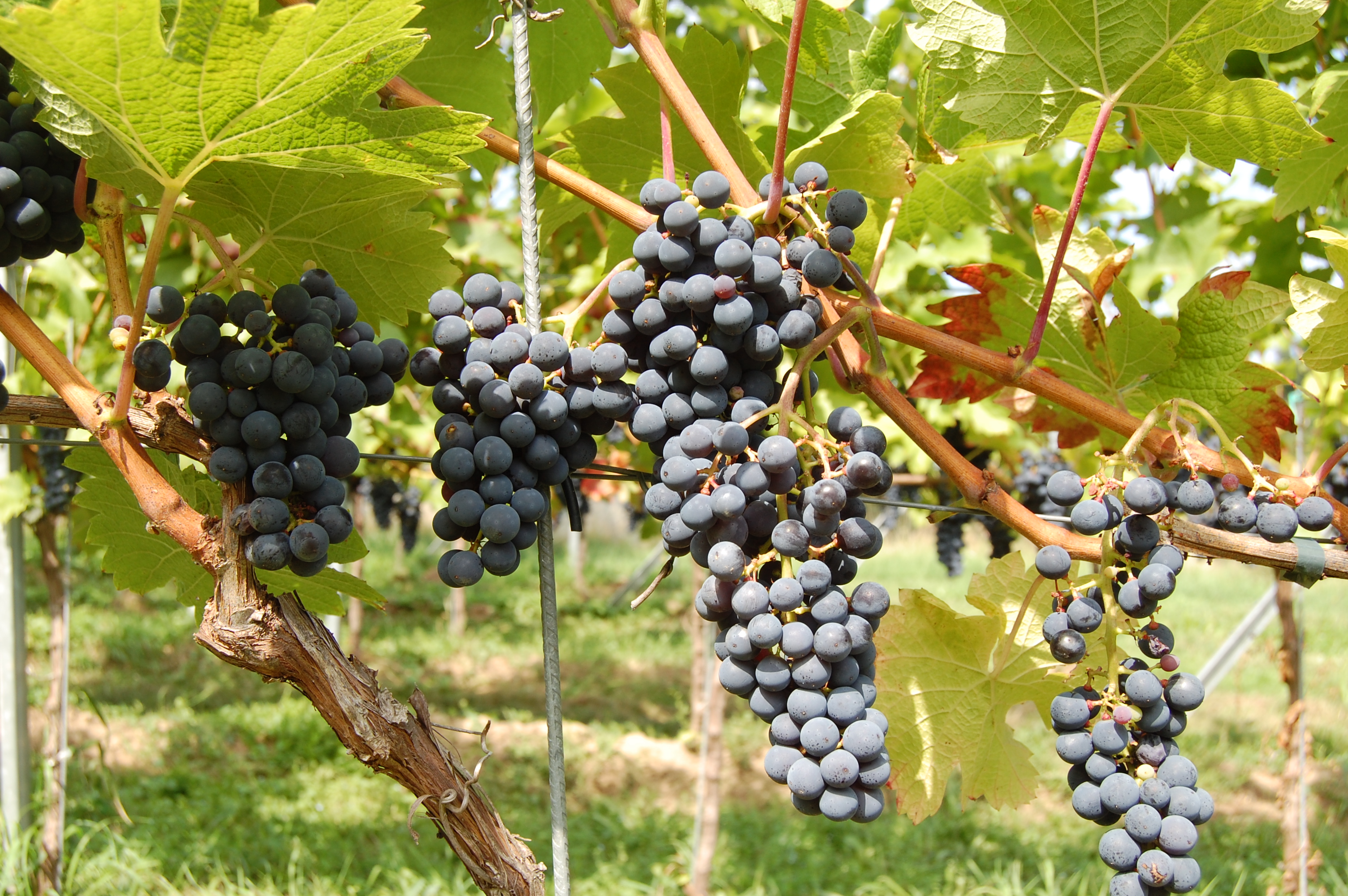 Baixe gratuitamente a imagem Comida, Uvas na área de trabalho do seu PC