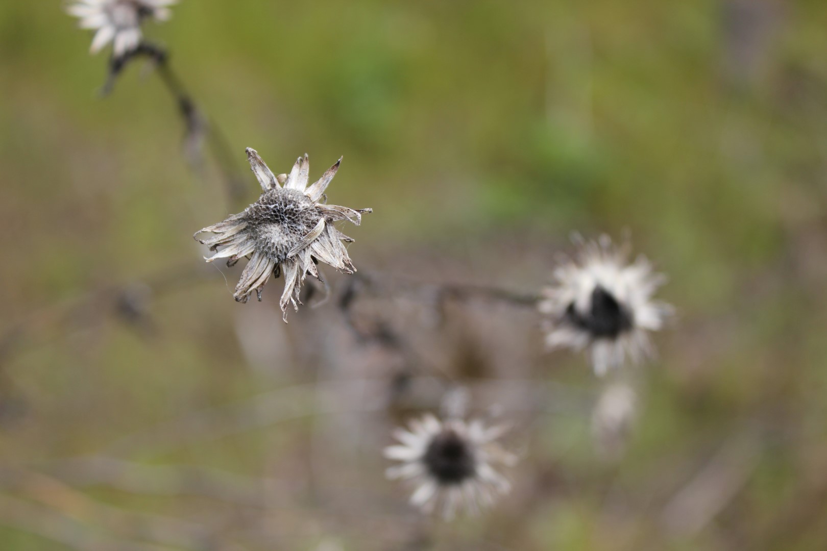 Laden Sie das Blumen, Blume, Erde/natur-Bild kostenlos auf Ihren PC-Desktop herunter