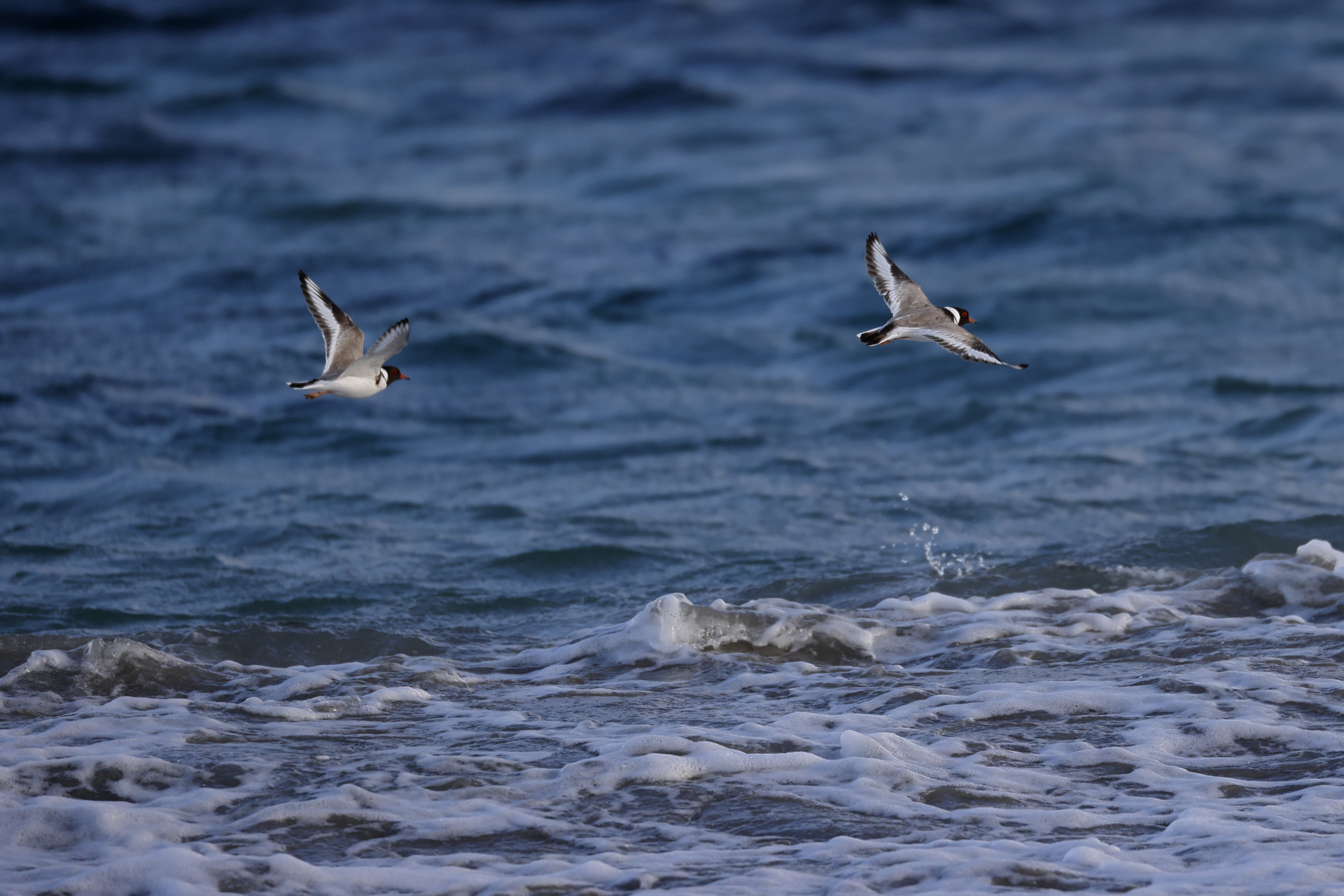 animals, water, sea, bird, flight, gull, seagull phone background
