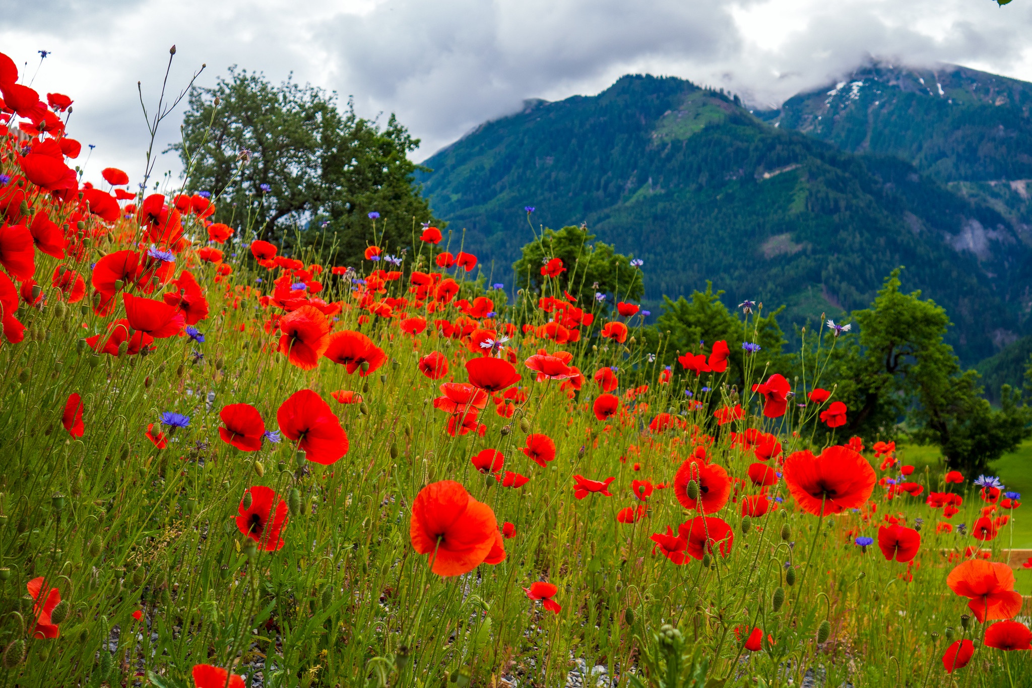 Laden Sie das Blumen, Mohn, Sommer, Blume, Rote Blume, Erde/natur-Bild kostenlos auf Ihren PC-Desktop herunter