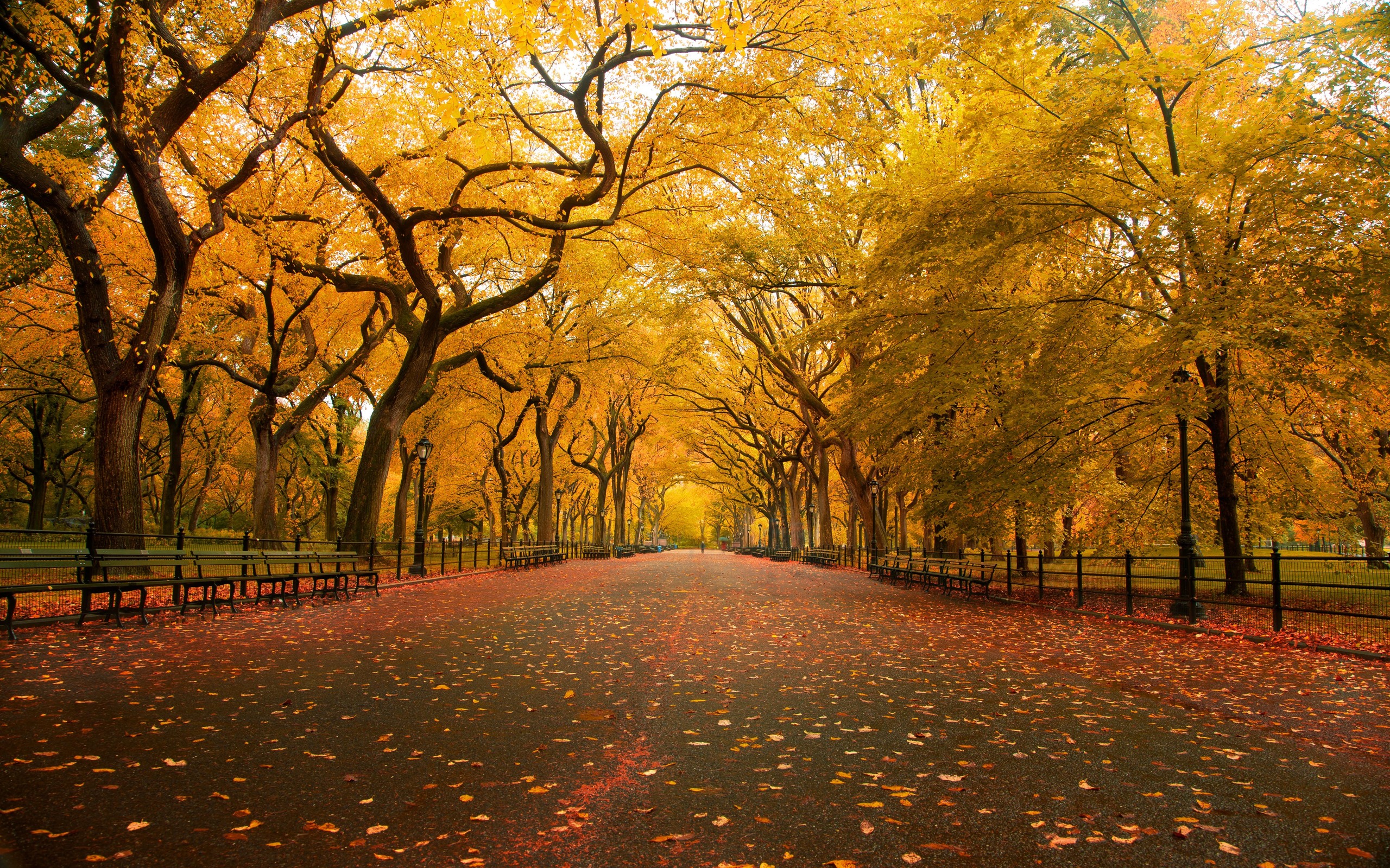 無料モバイル壁紙写真撮影, 秋をダウンロードします。