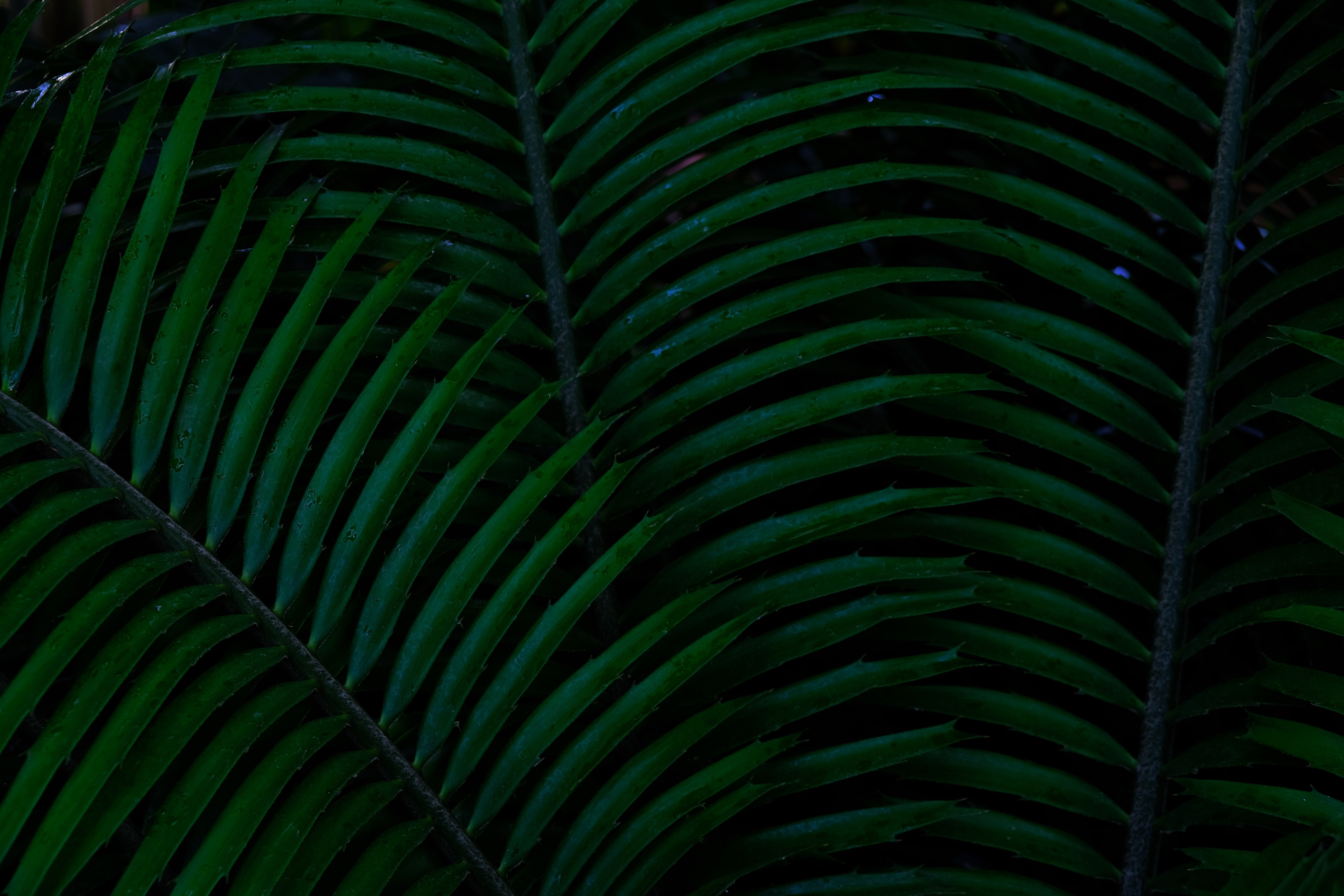 130631 descargar fondo de pantalla hojas, verde, planta, oscuro, palma: protectores de pantalla e imágenes gratis