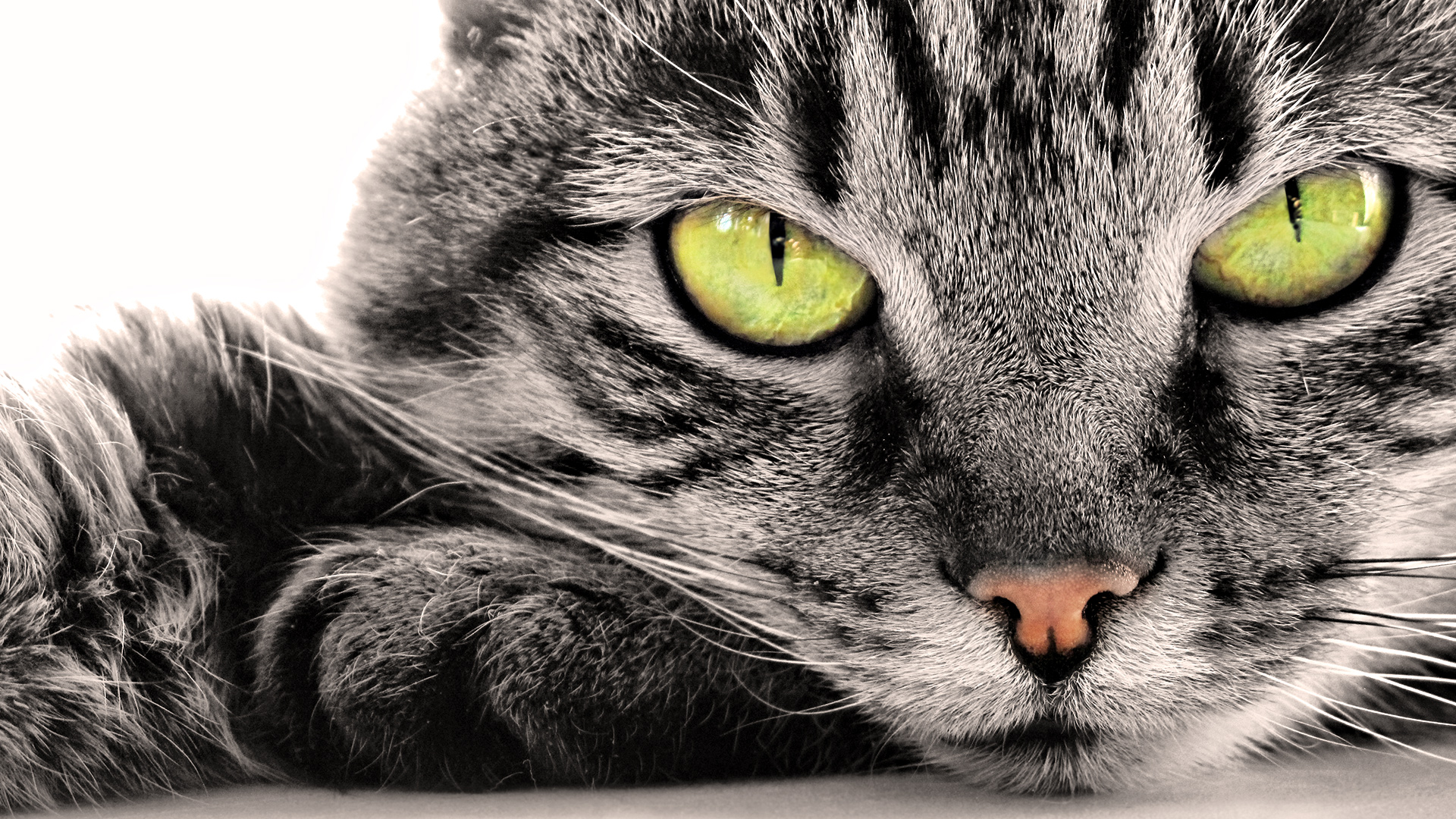 Download mobile wallpaper Cat, Animal for free.