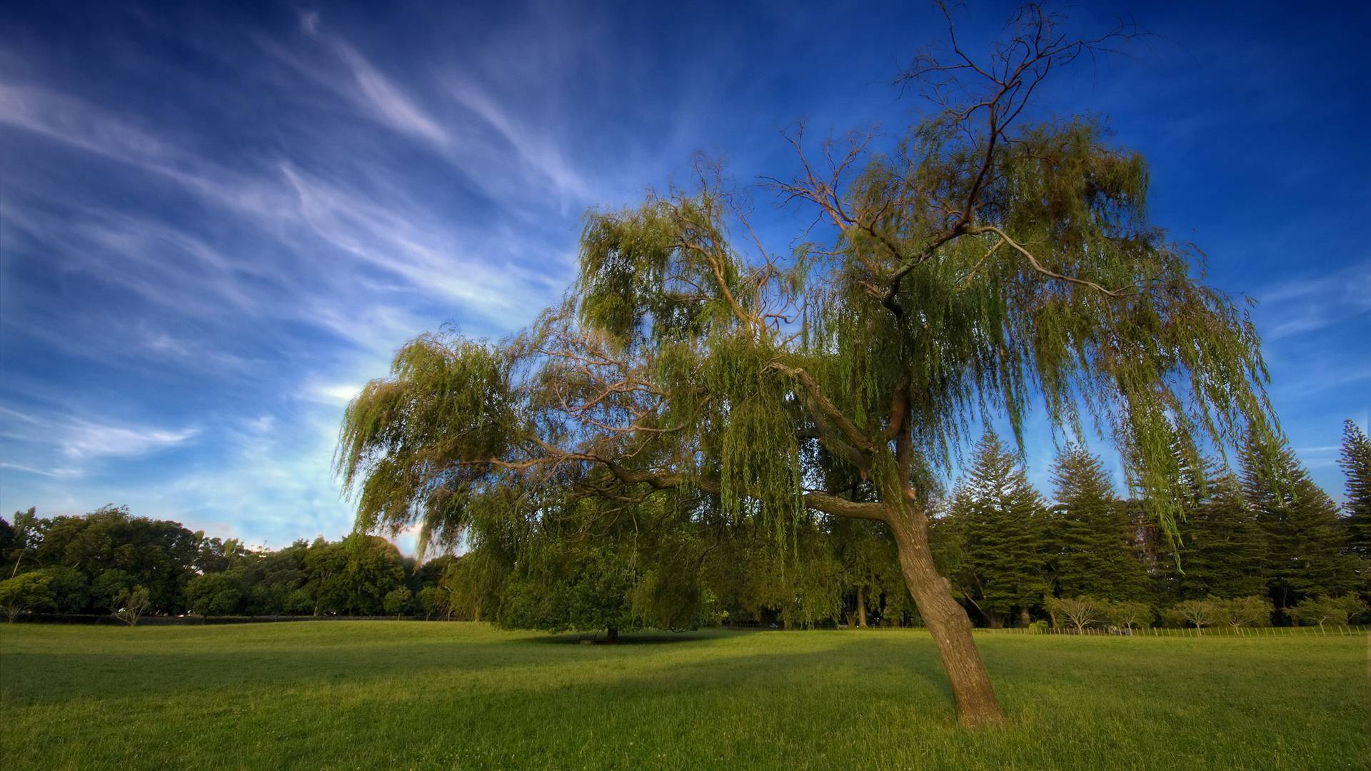 Descarga gratis la imagen Árbol, Tierra/naturaleza en el escritorio de tu PC