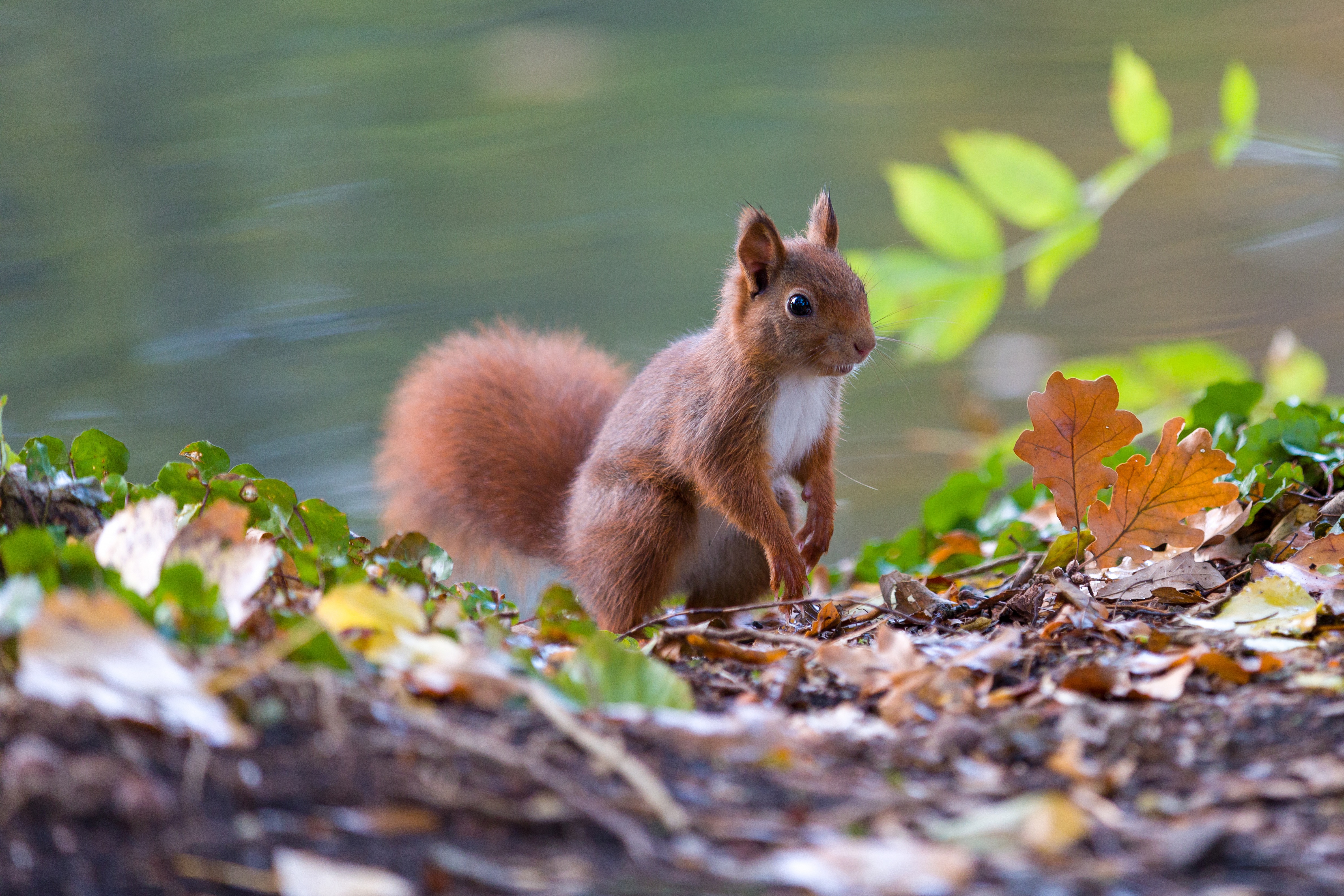 Download mobile wallpaper Squirrel, Animal, Rodent for free.