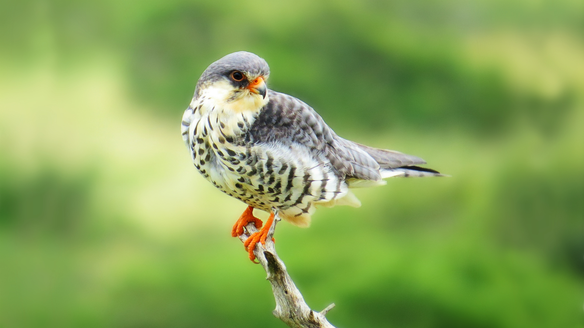Download mobile wallpaper Birds, Bird, Falcon, Animal, Amur Falcon for free.