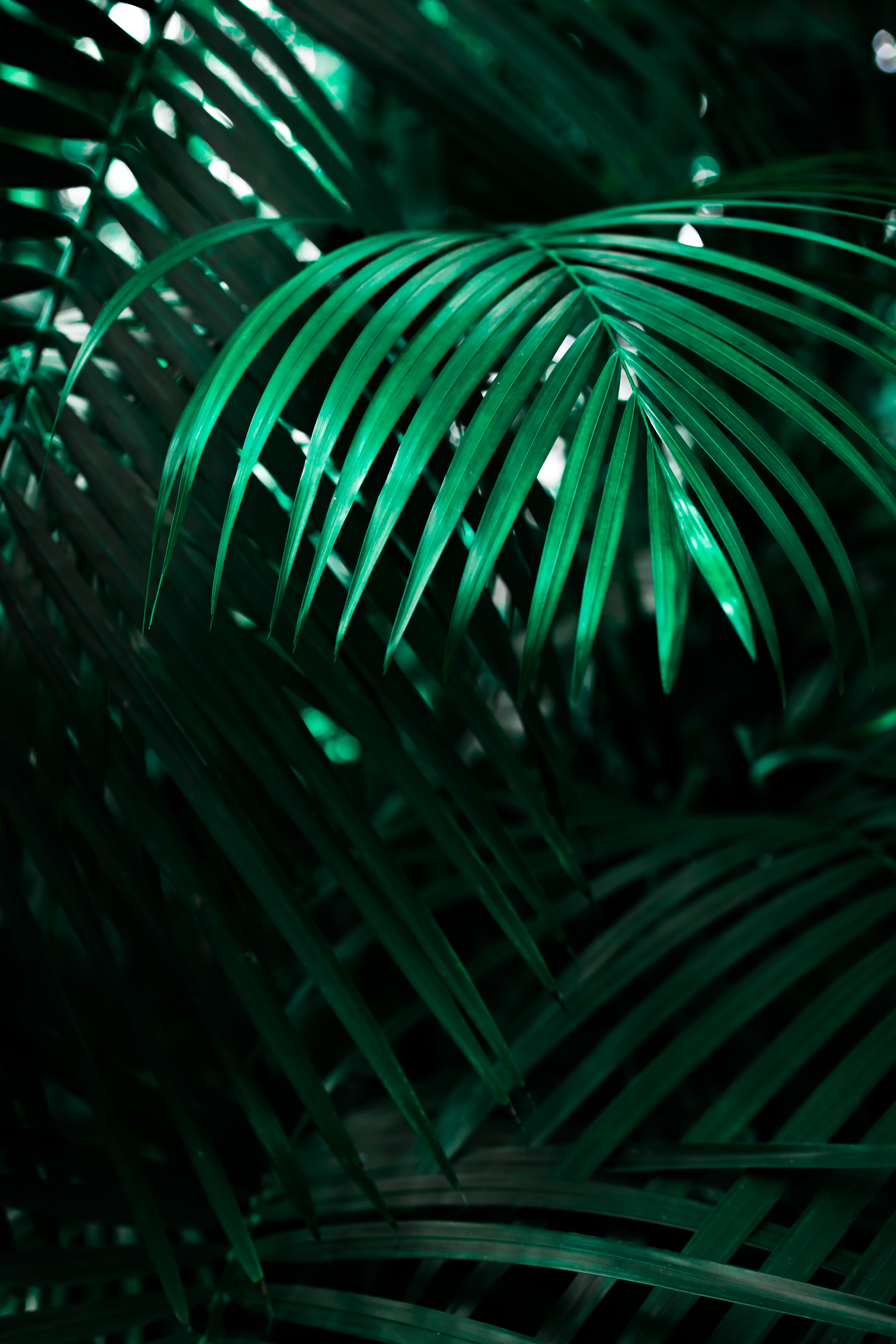 Laden Sie das Pflanze, Blatt, Schatten, Natur, Dunkel-Bild kostenlos auf Ihren PC-Desktop herunter