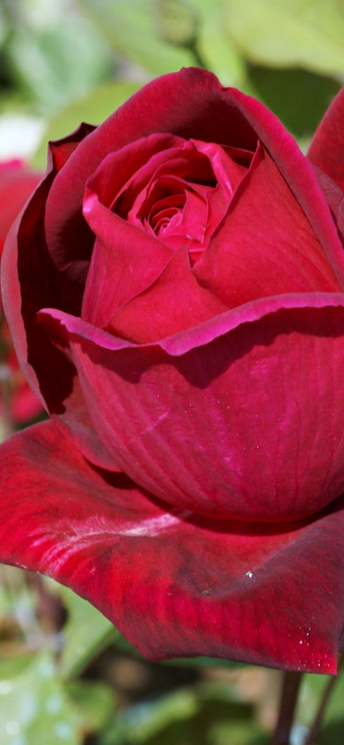 Téléchargez des papiers peints mobile Fleurs, Rose, Fleur, Rose Rouge, Fleur Rouge, La Nature, Terre/nature gratuitement.