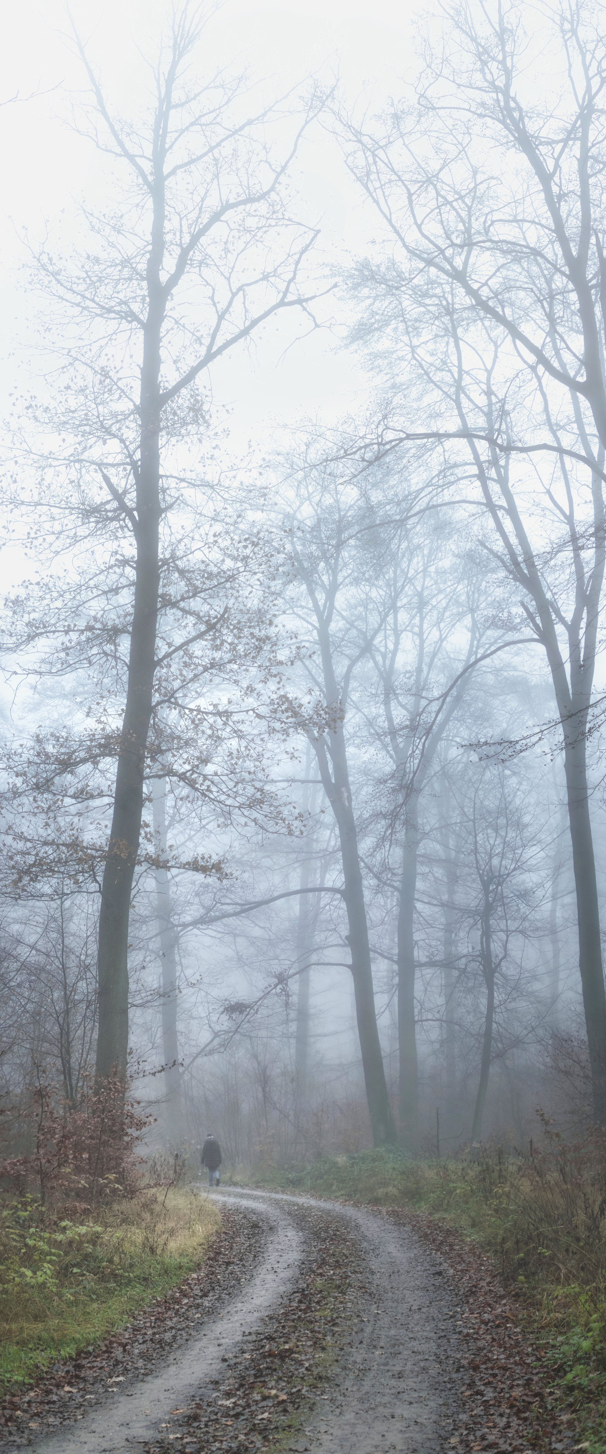 Download mobile wallpaper Loneliness, Miscellaneous, Miscellanea, Fog, Trees, Road, Person, Human for free.