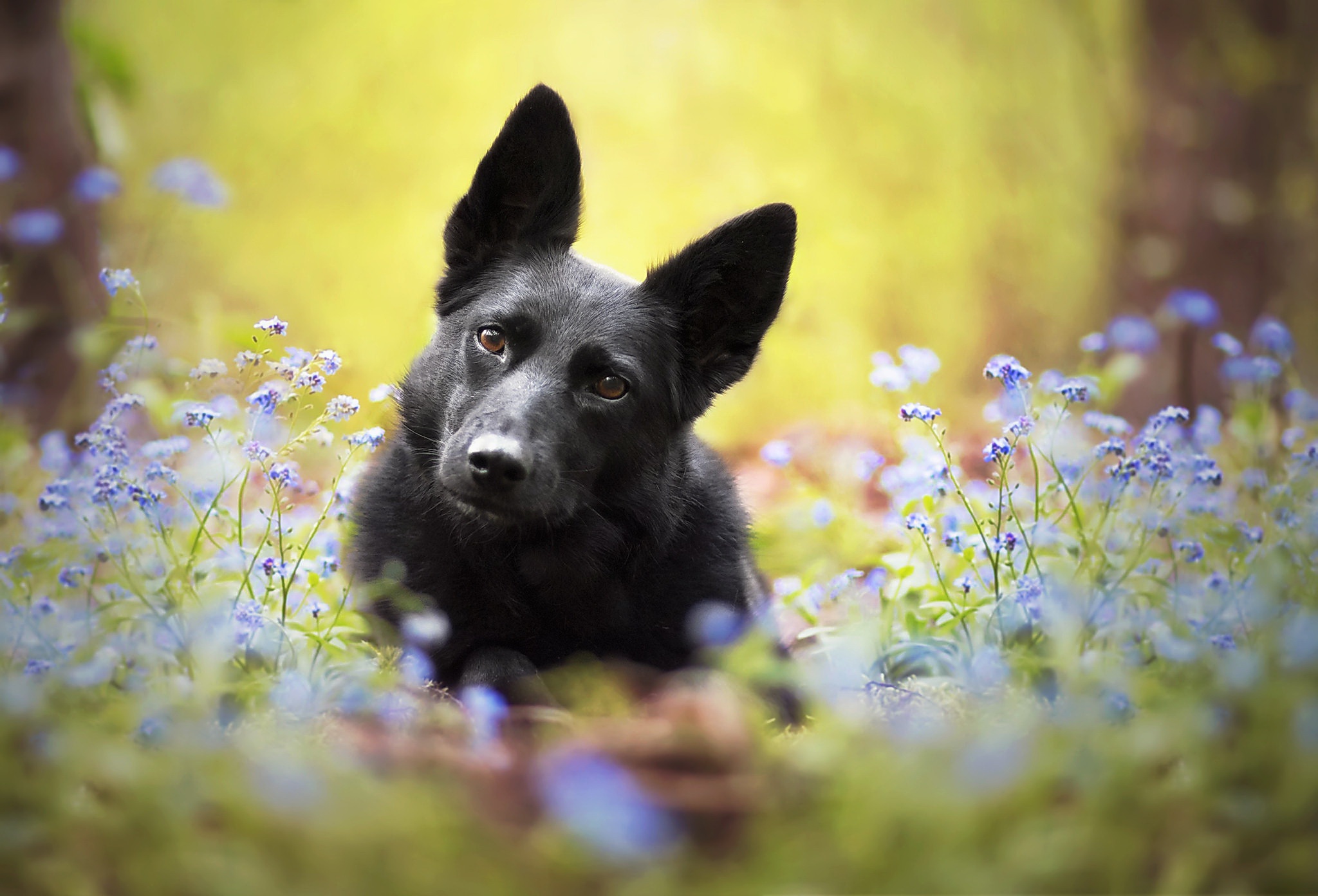 Download mobile wallpaper Dogs, Flower, Dog, Animal, Depth Of Field for free.