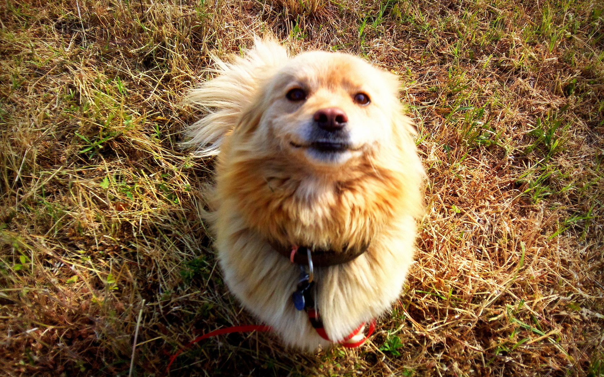 Téléchargez des papiers peints mobile Chiens, Chien, Animaux gratuitement.