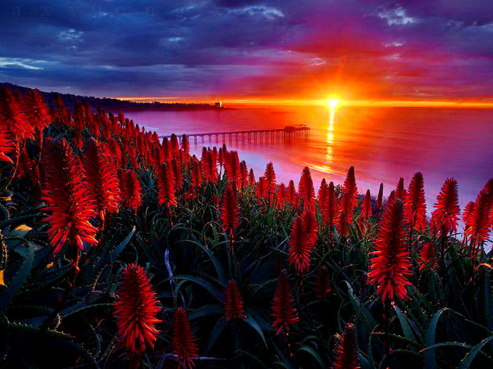 sun, sunset, water, flower, earth, red flower, bridge, flowers