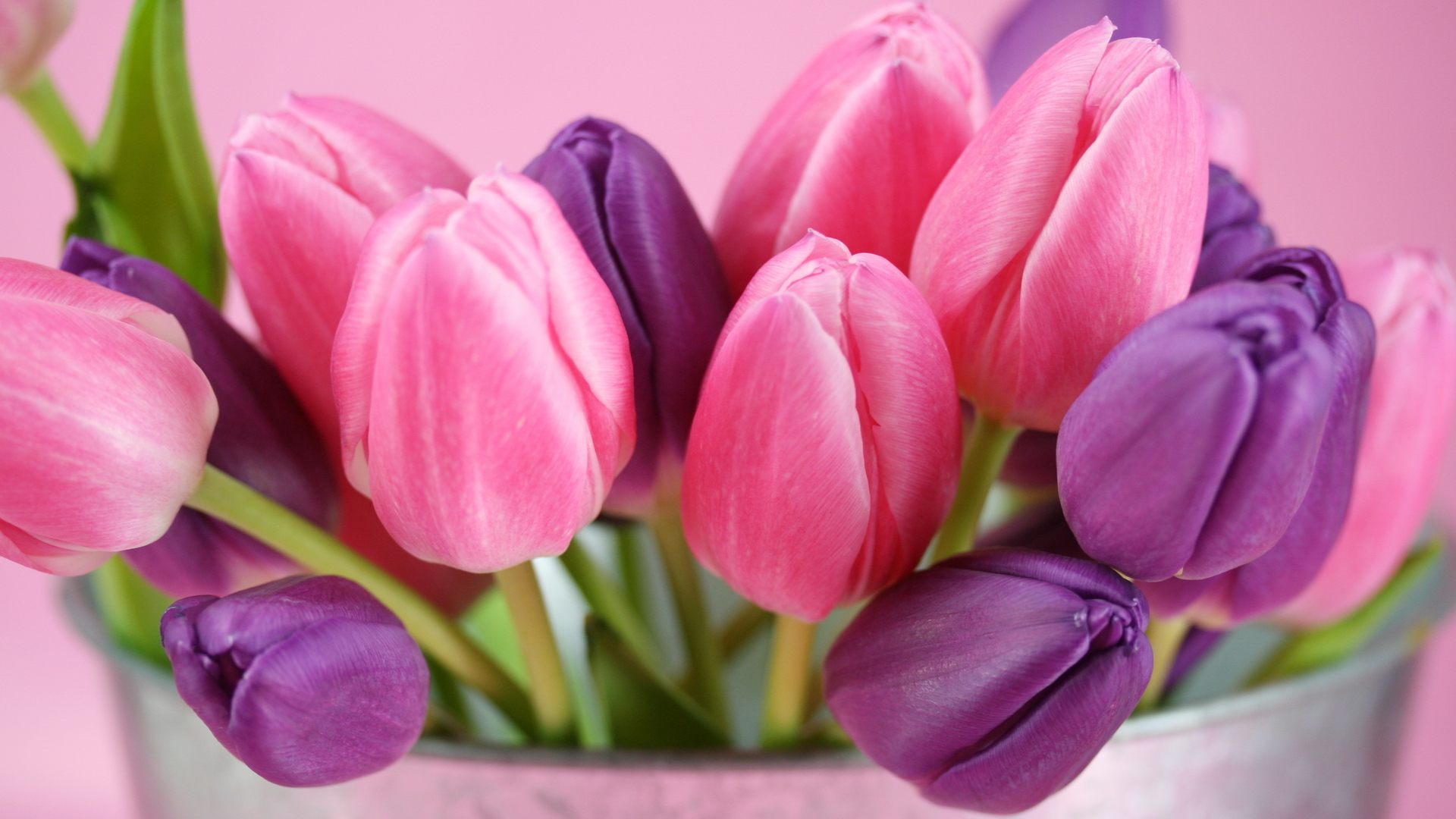 Download mobile wallpaper Flowers, Tulips, Plants for free.