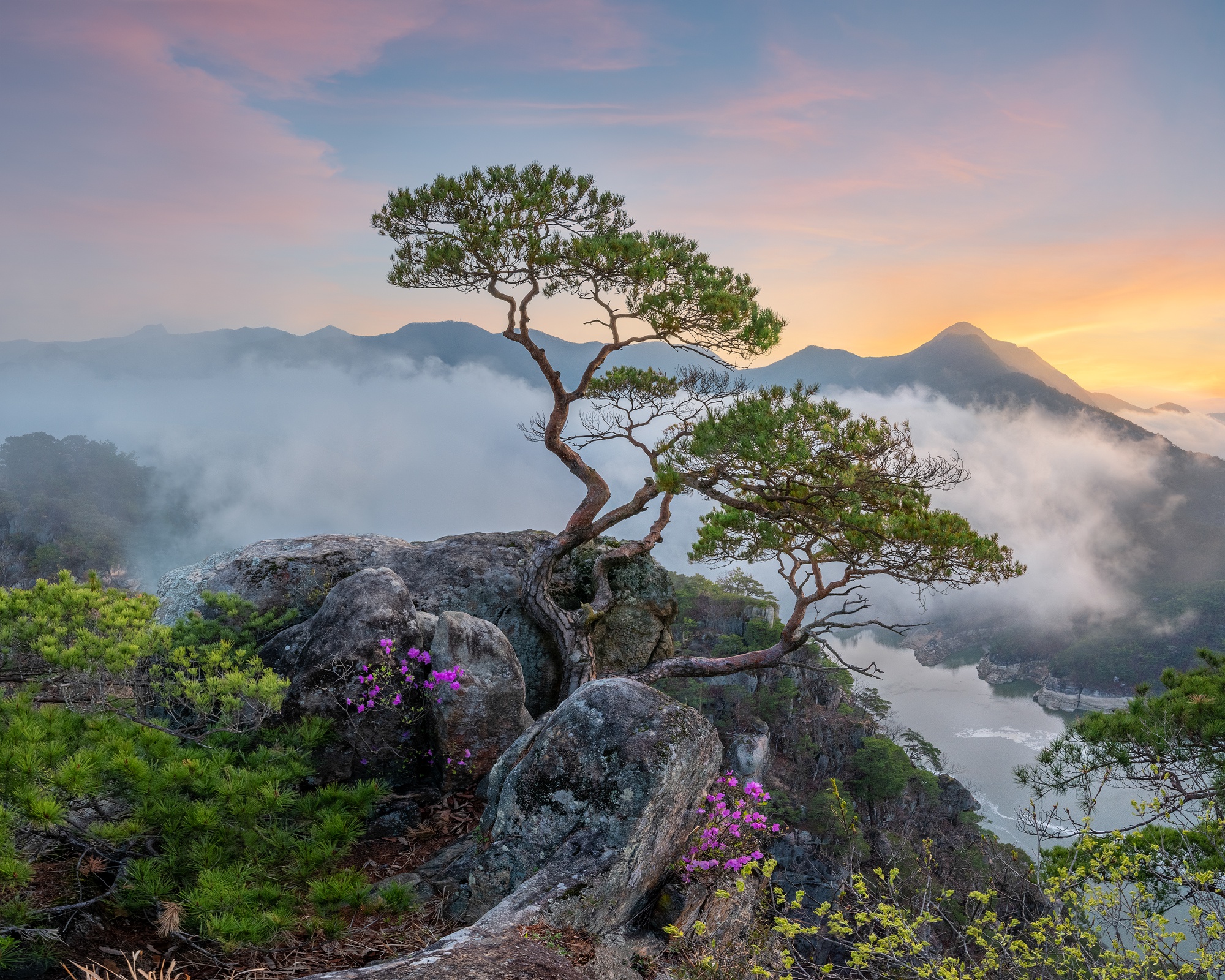 Free download wallpaper Mountains, Mountain, Earth, Twisted Tree on your PC desktop