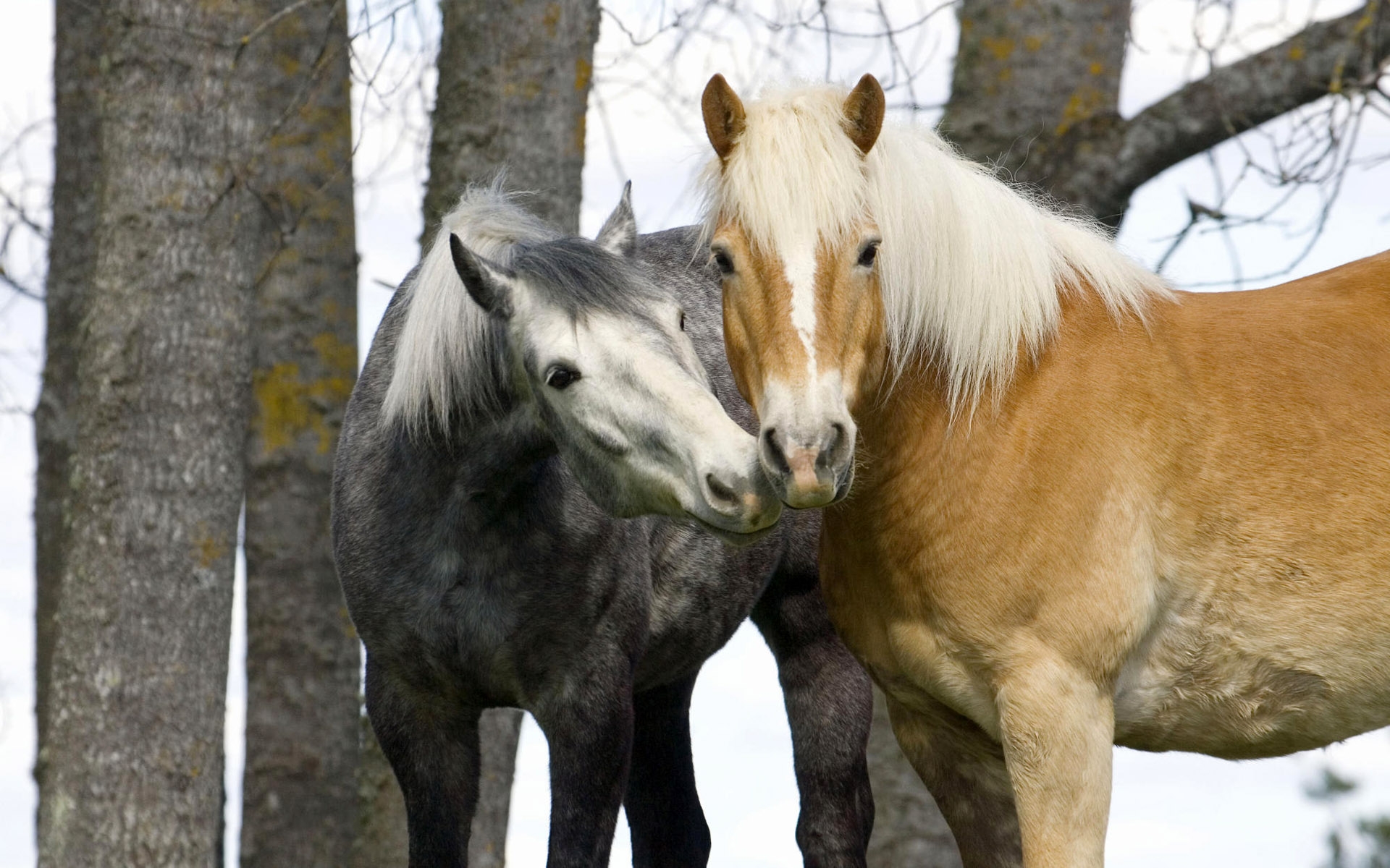 無料モバイル壁紙動物, 馬をダウンロードします。