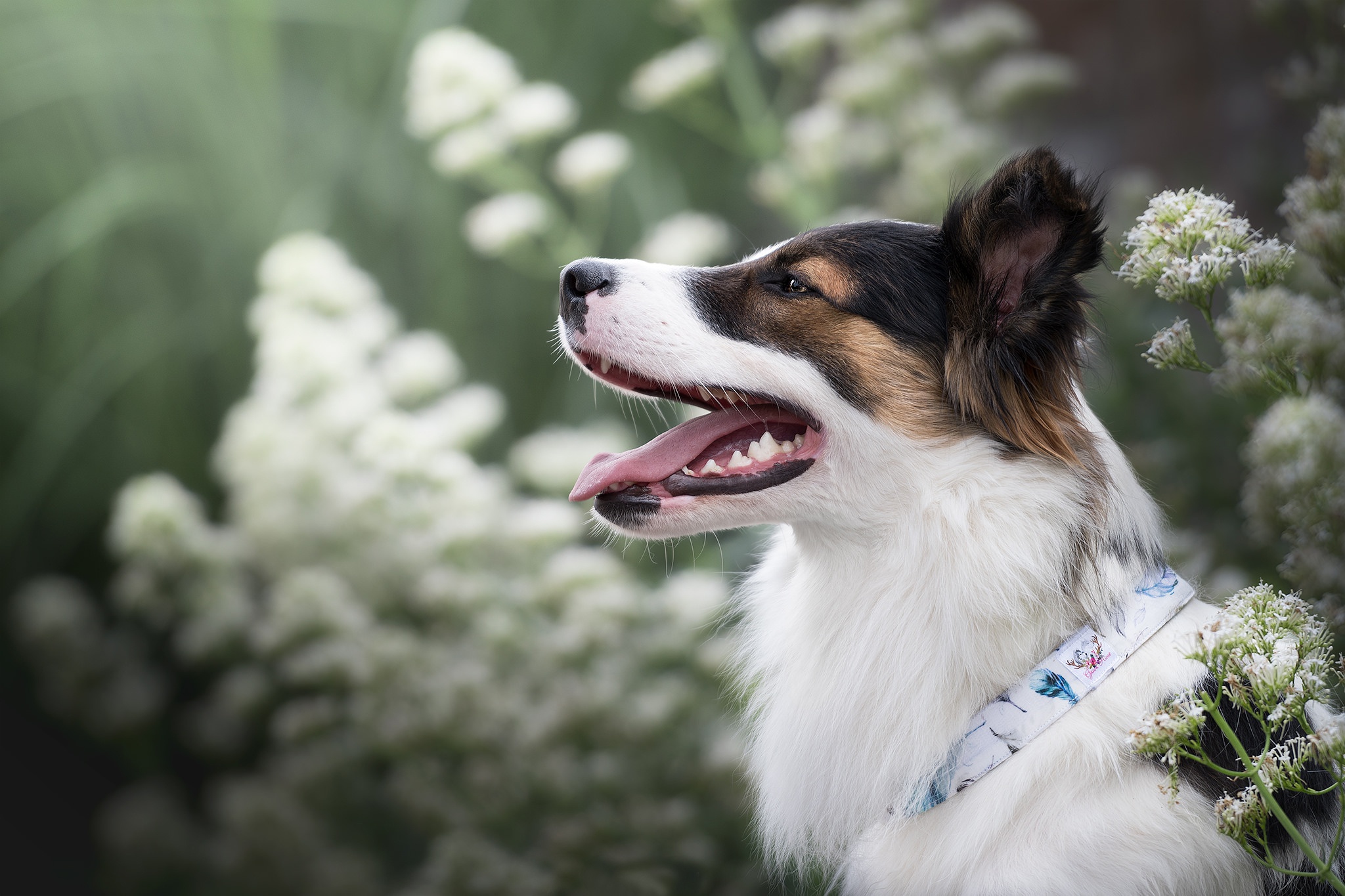 Téléchargez gratuitement l'image Animaux, Chiens, Chien sur le bureau de votre PC