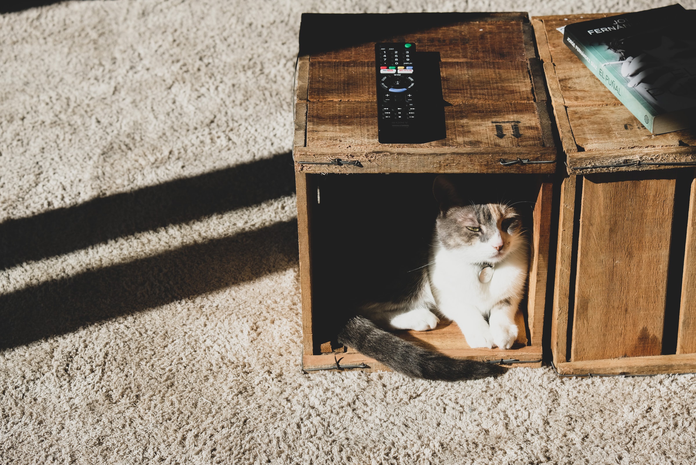 Baixe gratuitamente a imagem Animais, Gatos, Gato na área de trabalho do seu PC