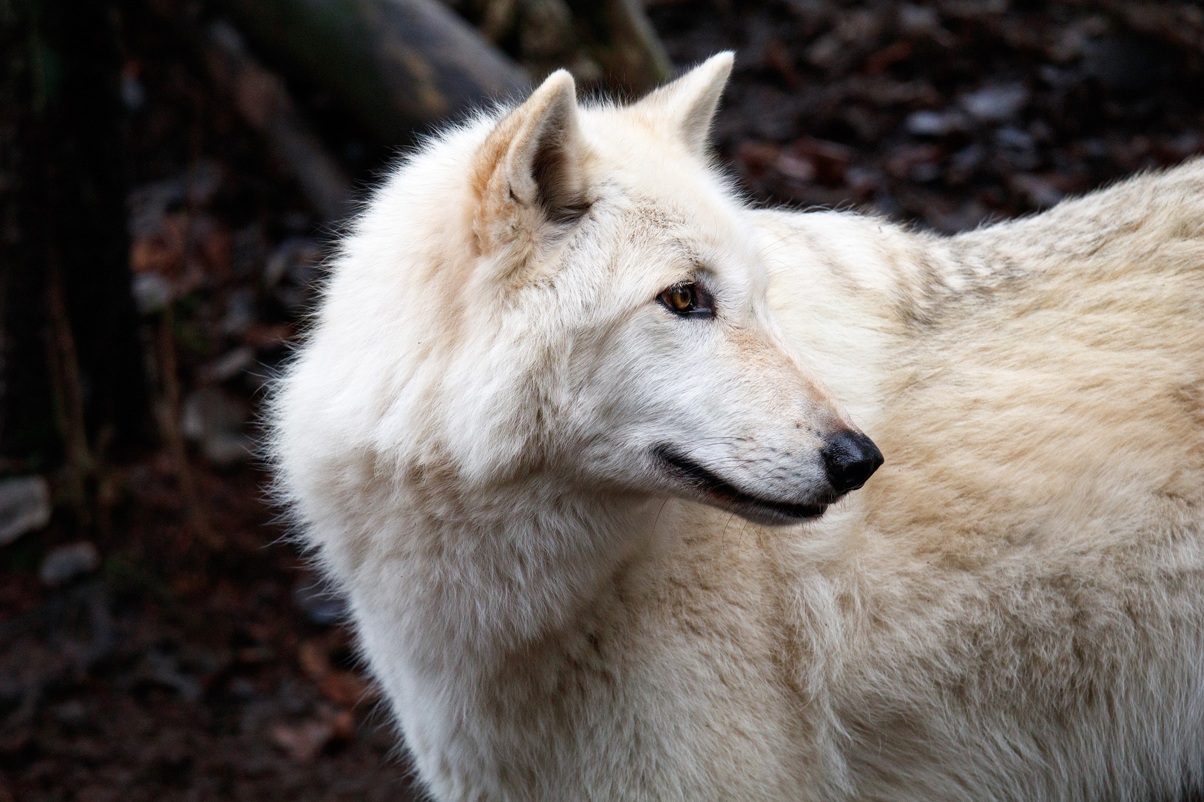 Descarga gratuita de fondo de pantalla para móvil de Animales, Lobo, Lobo Blanco, Wolves.
